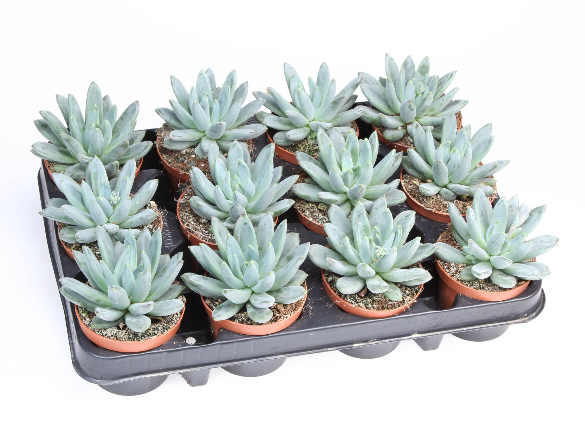 Echeveria hookerii, D 8,5 cm