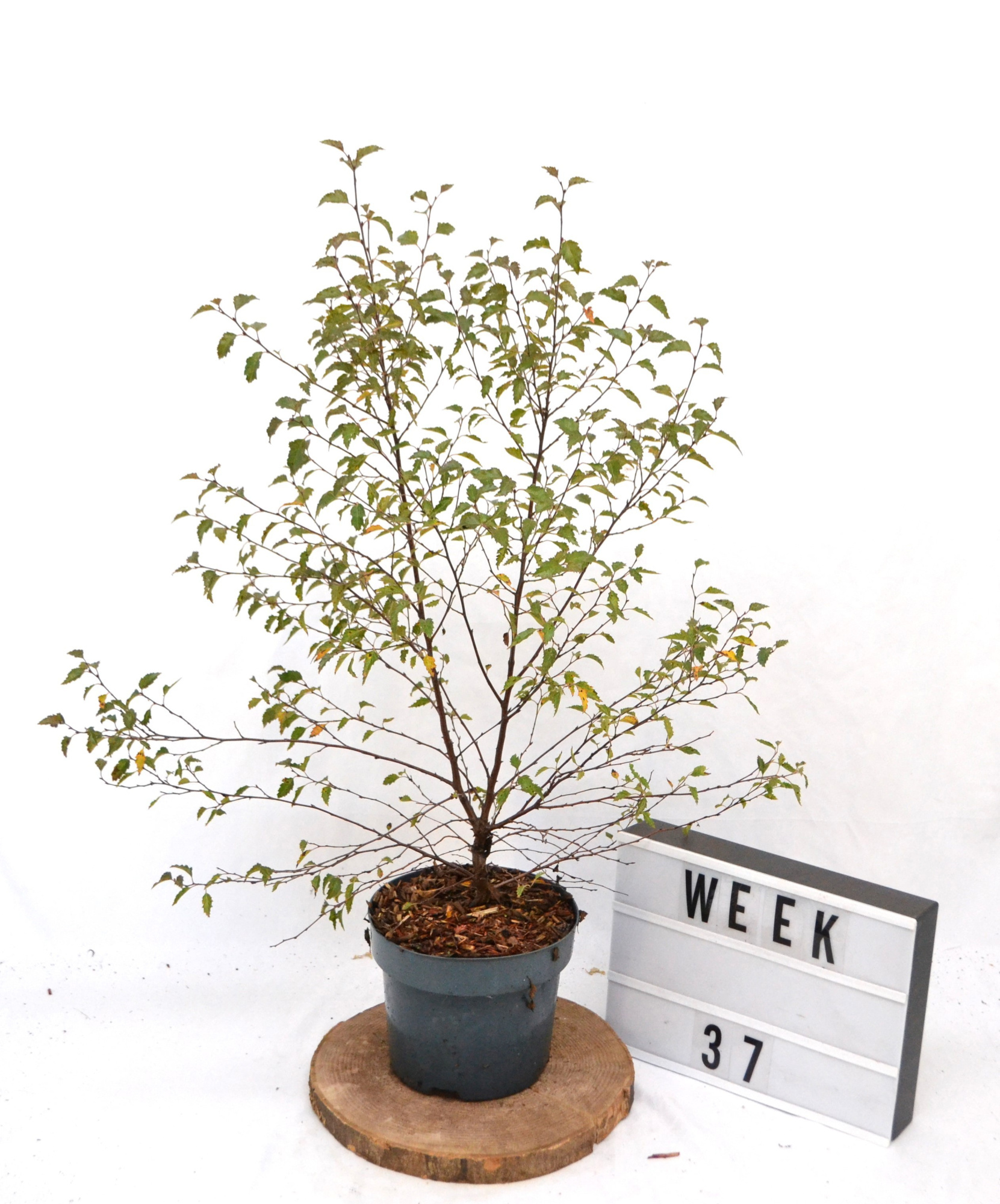 Betula Fuzzy Feathers, D 19 cm