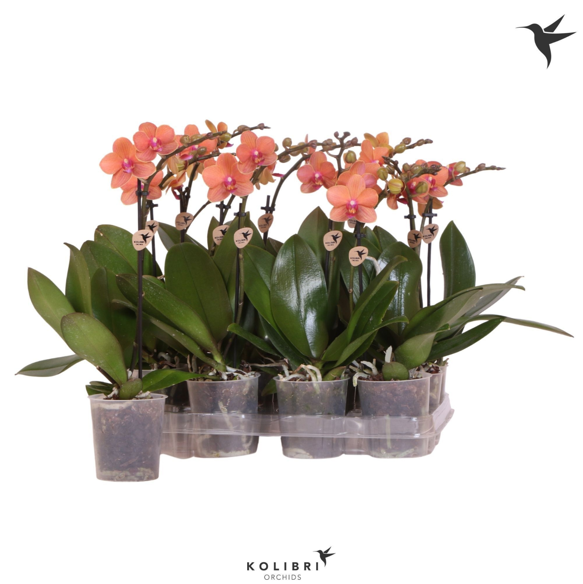 Kolibri Orchids Phalaenopsis Orange 1 spike, D 9