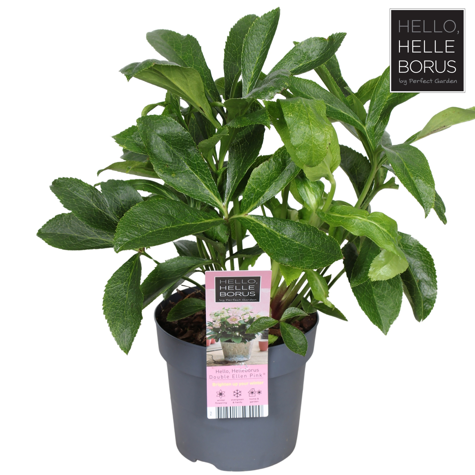 Helleborus orientalis 'Double Ellen Pink' P14, D 14 cm