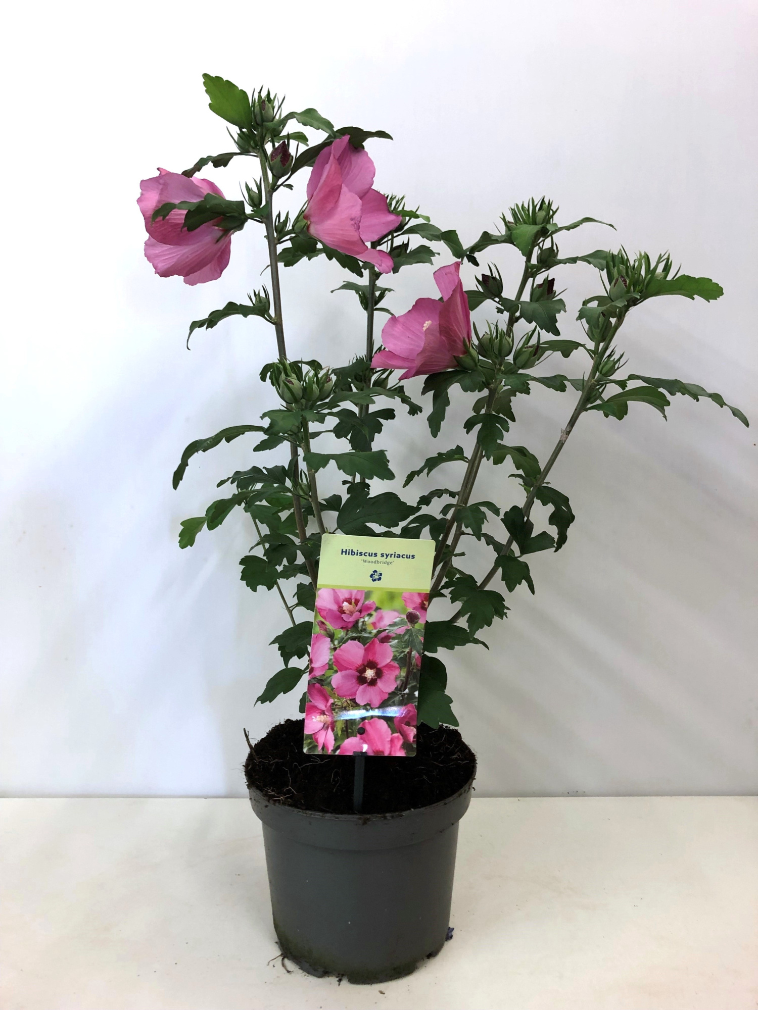 Hibiscus syriacus 'Woodbridge' 19 cm, D 19 cm