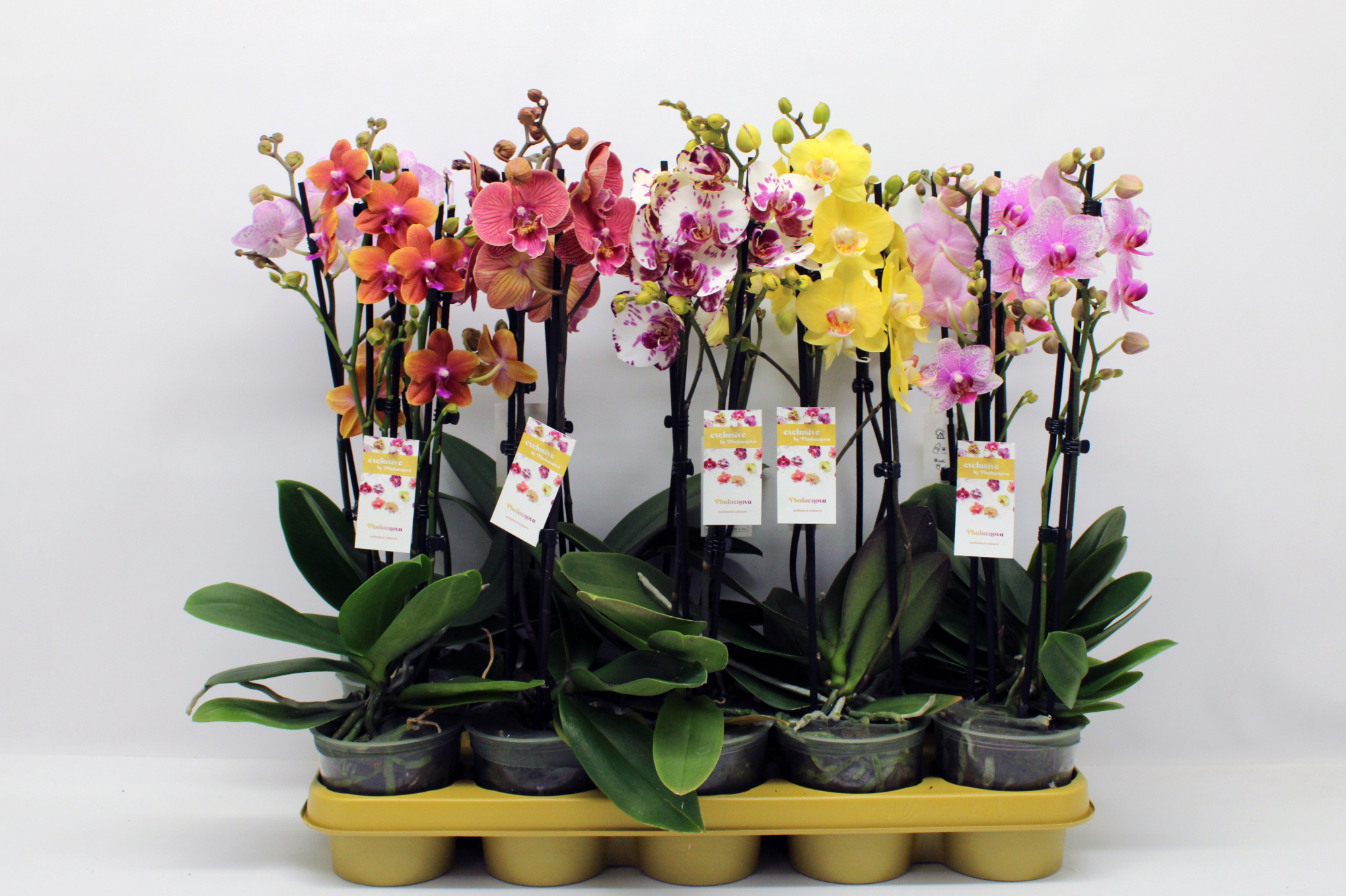 Gemengd 2-tak 50cm (RIJP), D 12 cm