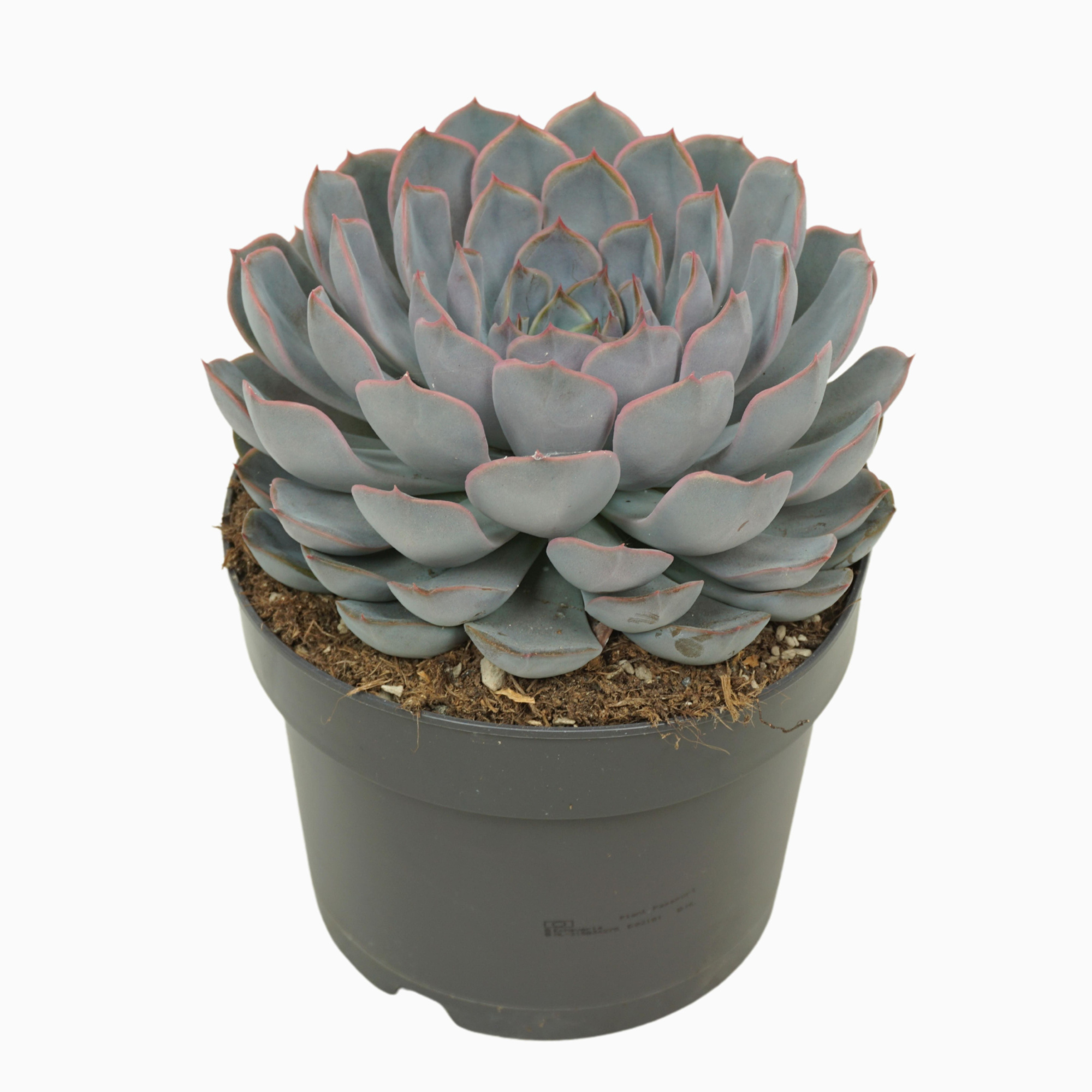 Echeveria orion 17 cm, D 17