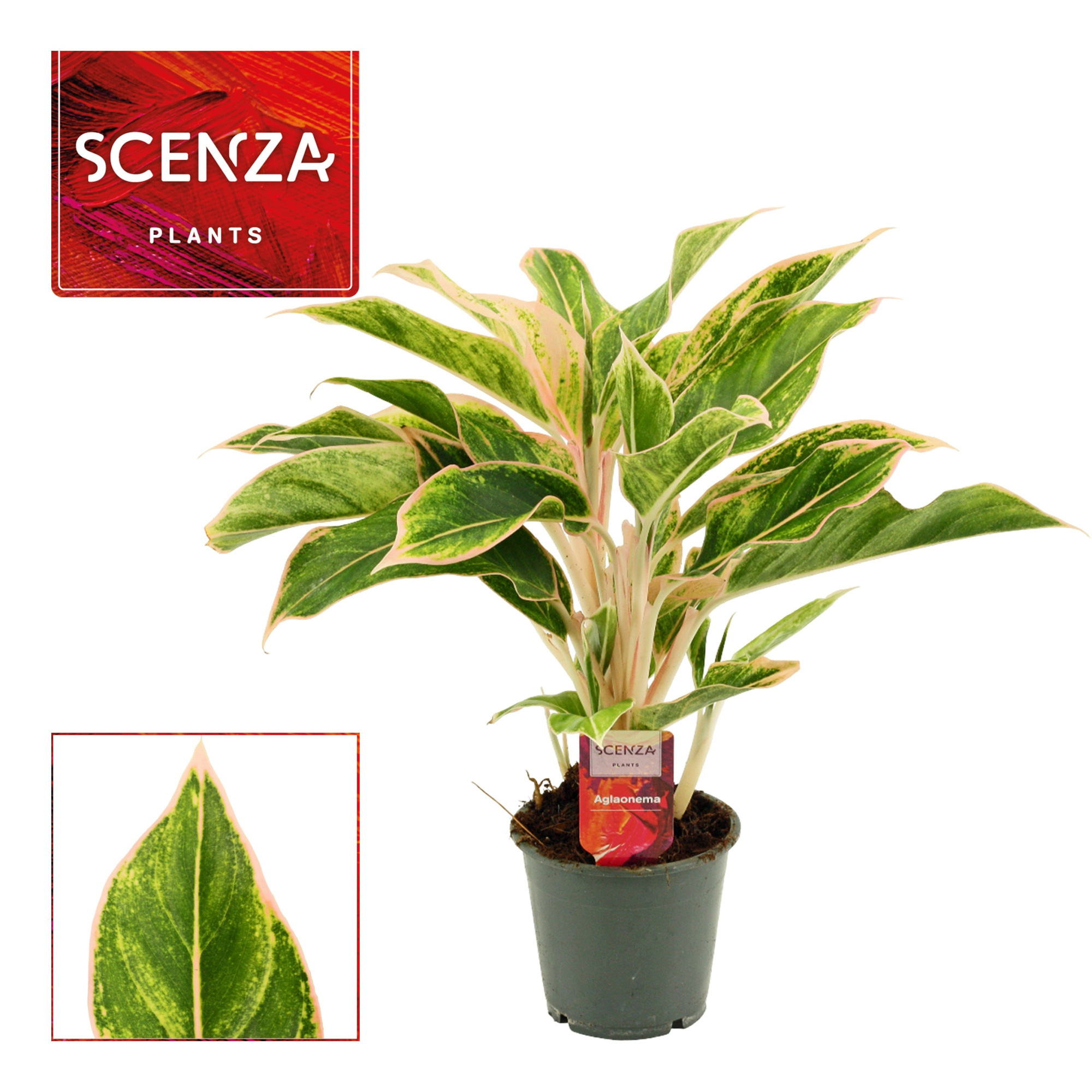 Aglaonema Lipstick Pink 12 cm (Scenza), D 12 cm
