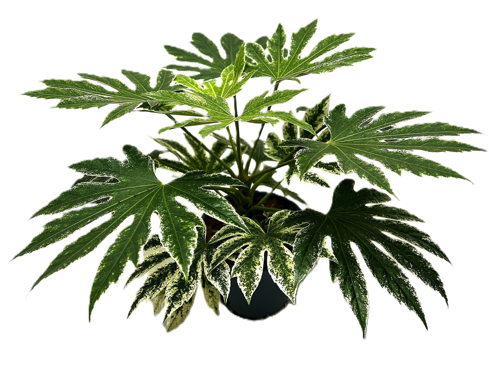 Fatsia Japonica Spiderweb, D 17 cm