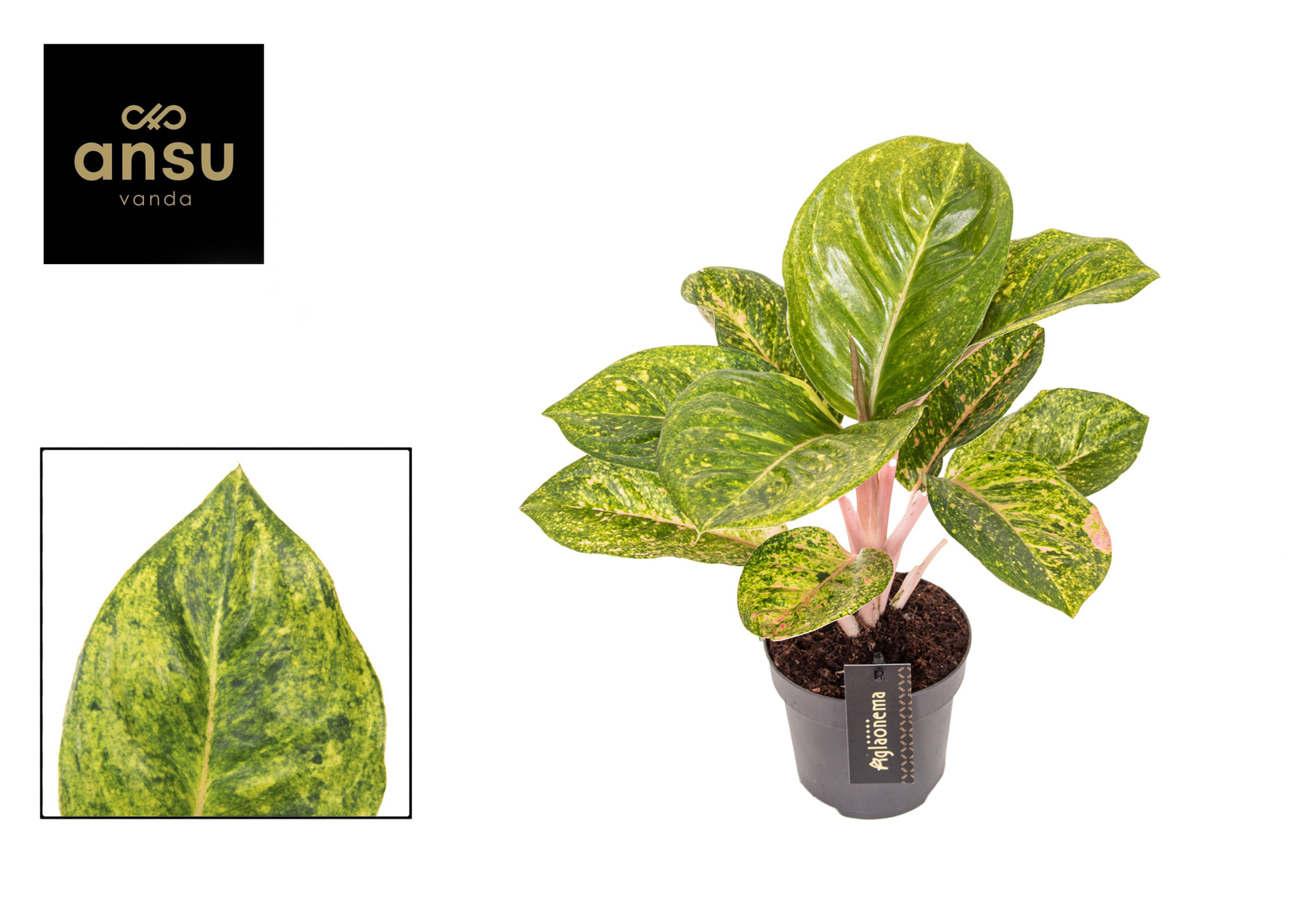 Aglaonema Apple Green, D 12 cm