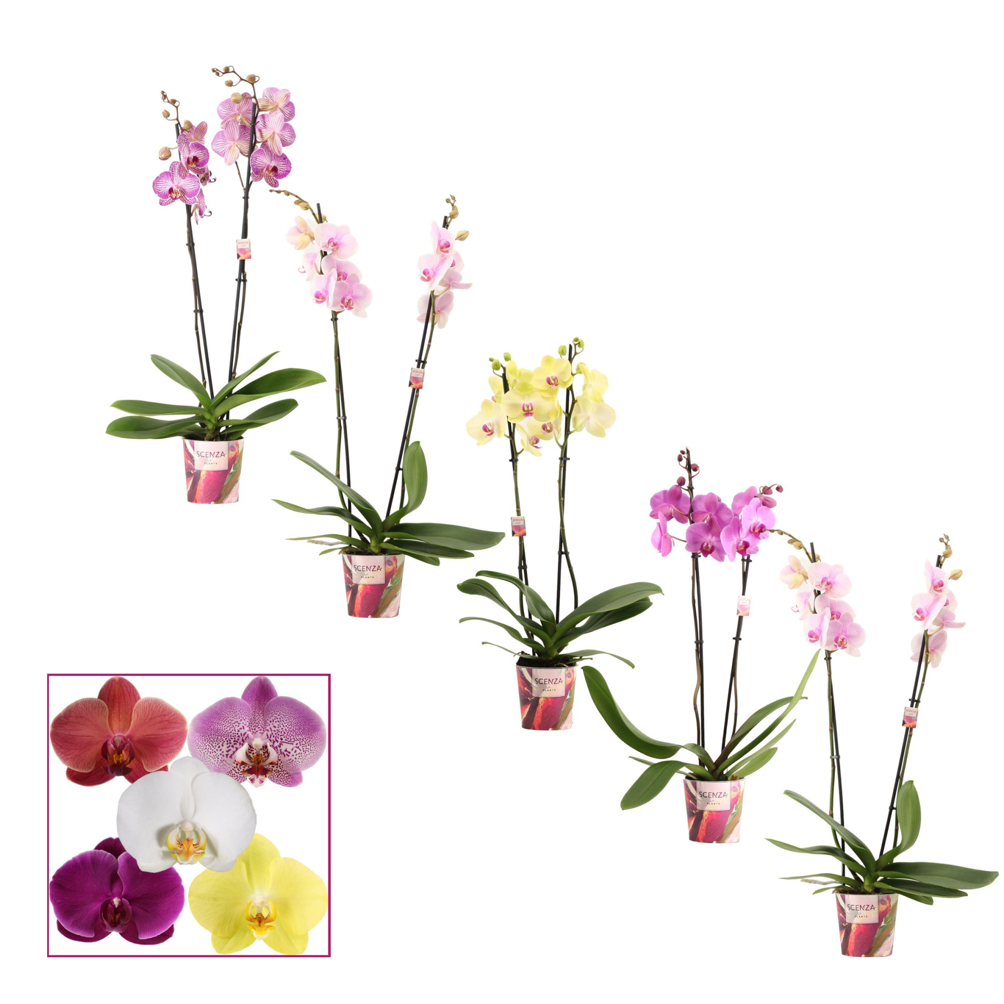 Phalaenopsis 2 tak 14+ mix (Scenza), D 12 cm