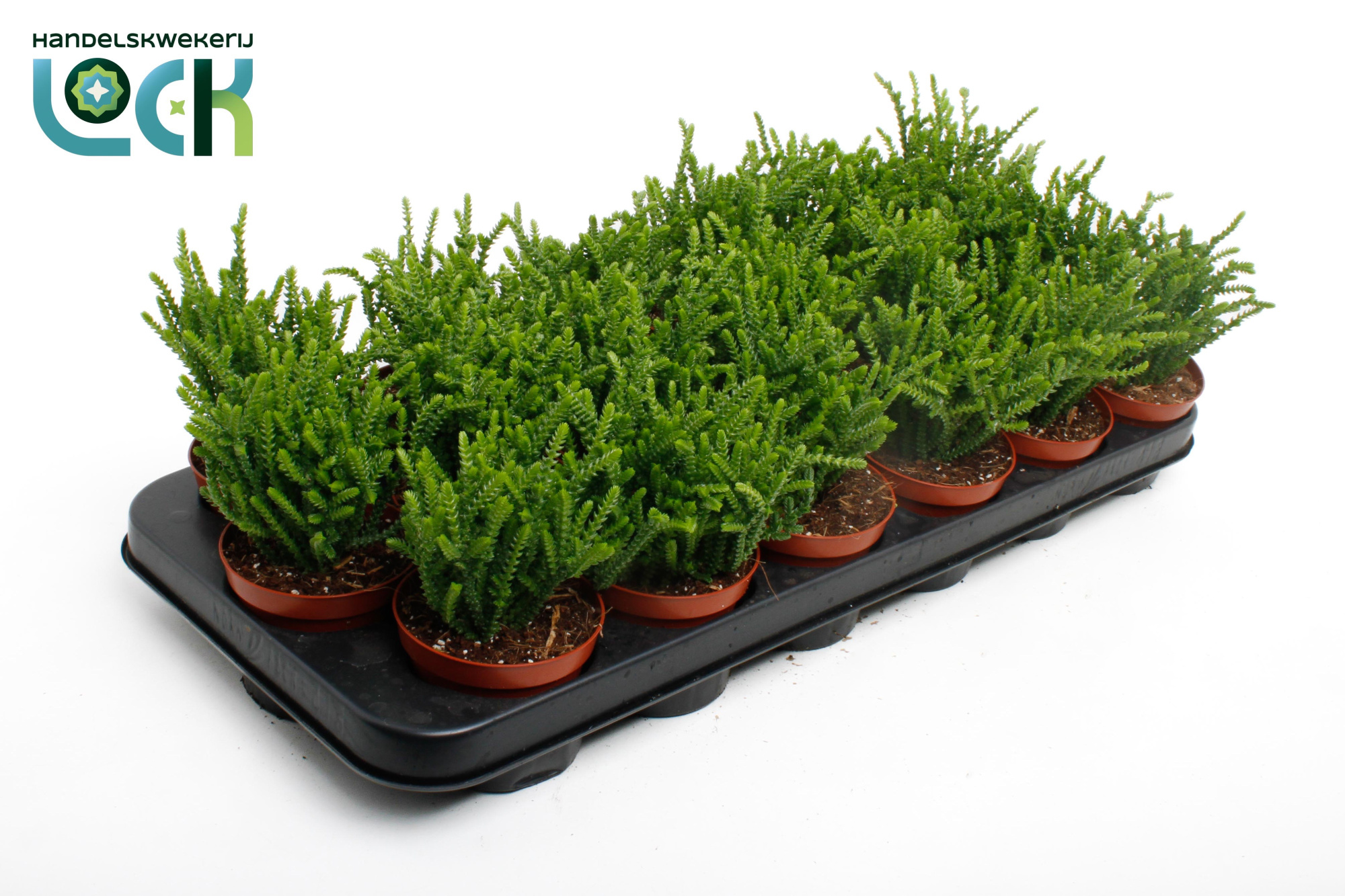 Crassula Licopodioides, D 8,5