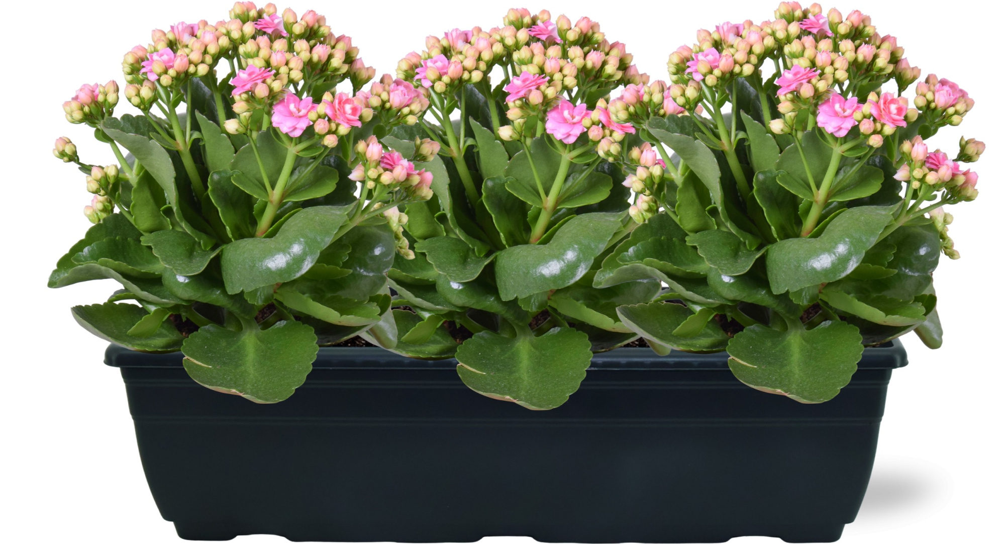 Hello Summer Kalanchoe Blossfeldiana in Duobak roze 40cm, D 40 cm
