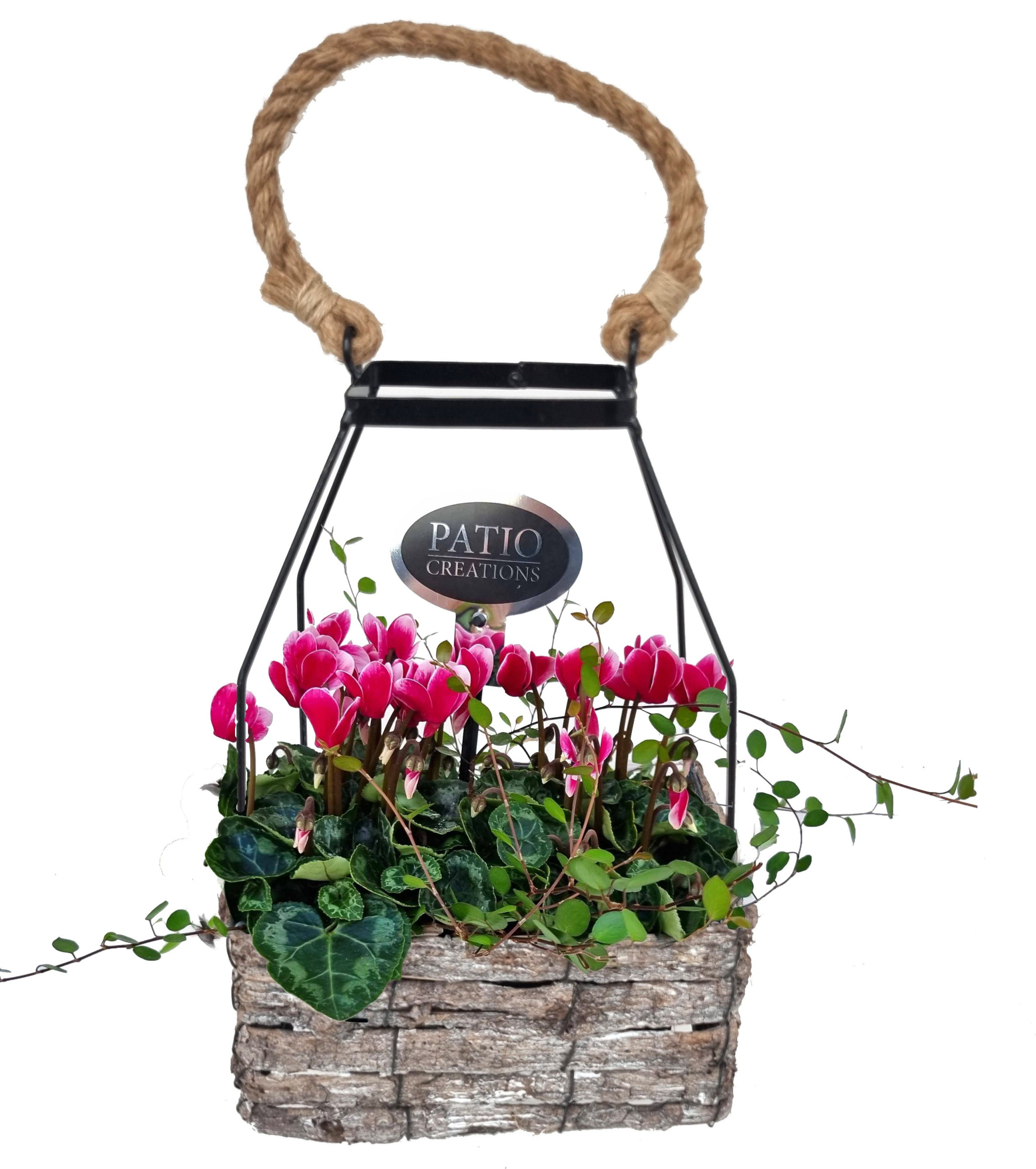 CYM789-9001 Cyclaam/Muehlenbeckia Mara, D 20 cm