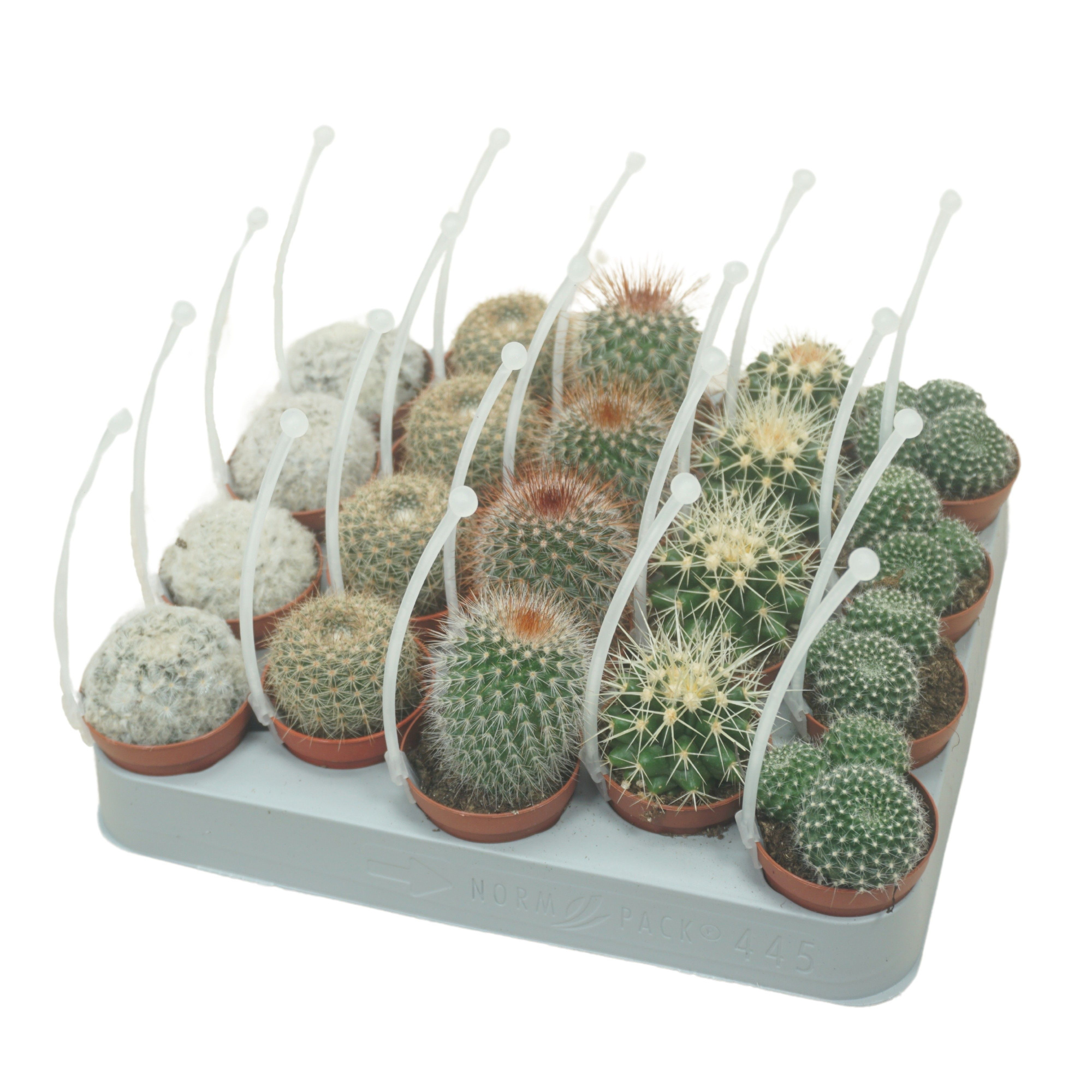 Bolcactus mix 5,5 cm met picker, D 5,5 cm