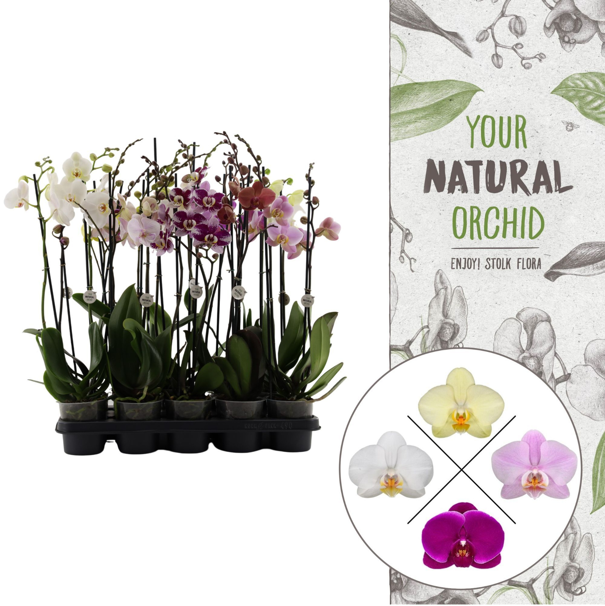 Your Natural Orchid | Mix 65cm 18+ | Phalaenopsis 2 spike, D 12 cm