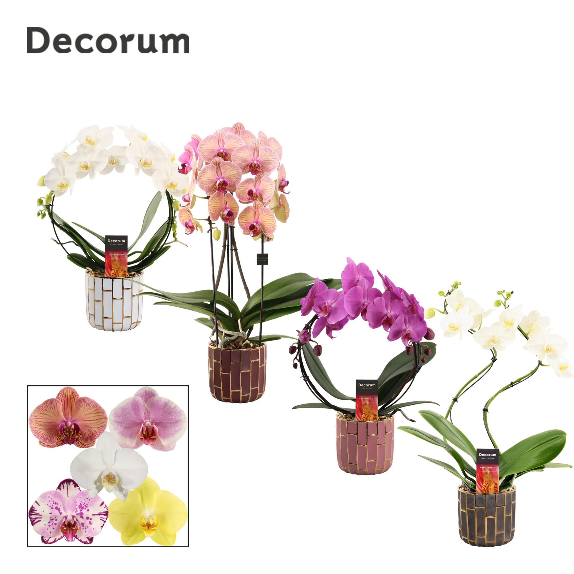 Phalaenopsis vormen mix 2 tak in Pascalle (Luxury world-collecti, D 12 cm