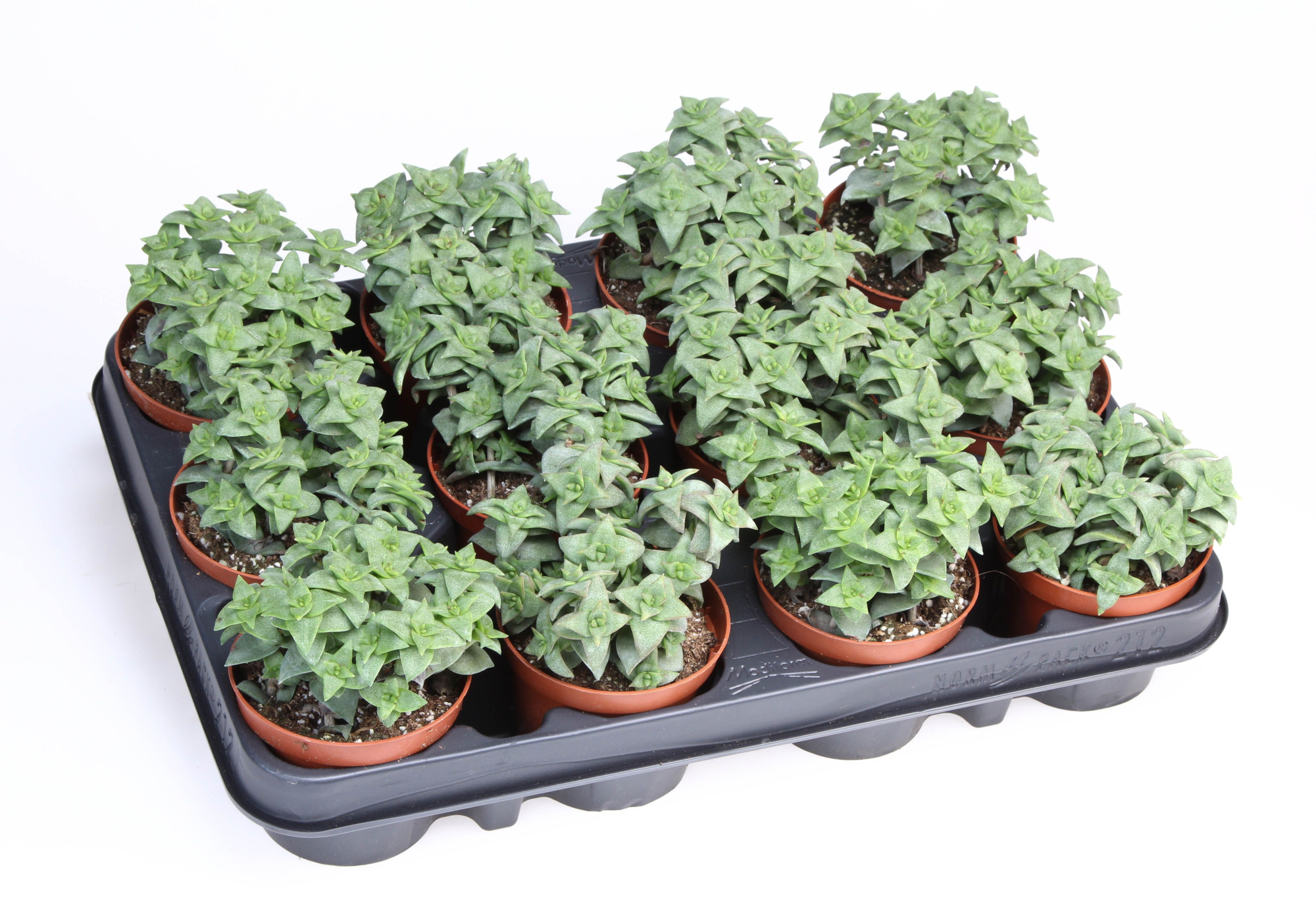 Crassula Perforata, D 8,5