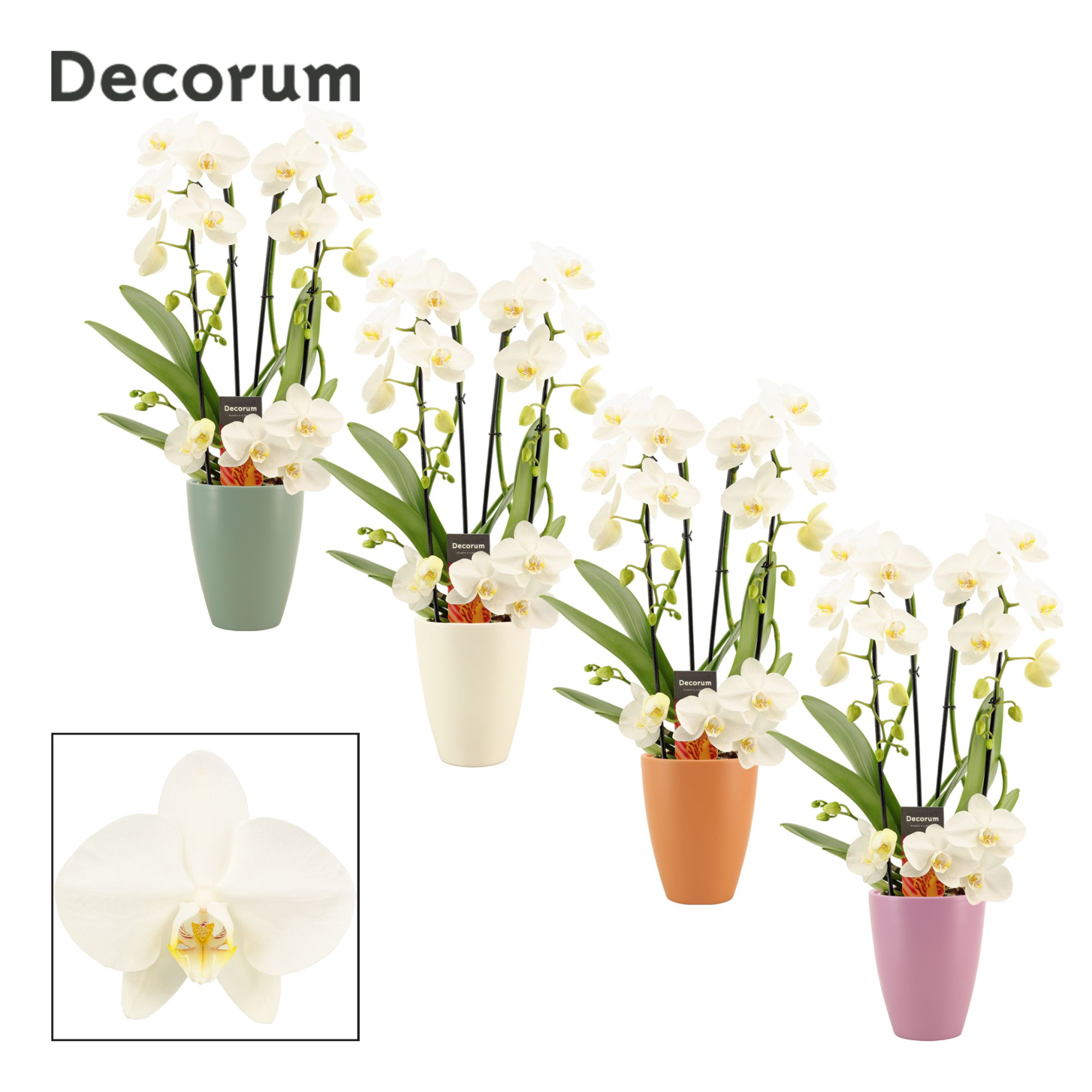 Phalaenopsis twirl wit in Carly (Craft world-collection), D 12