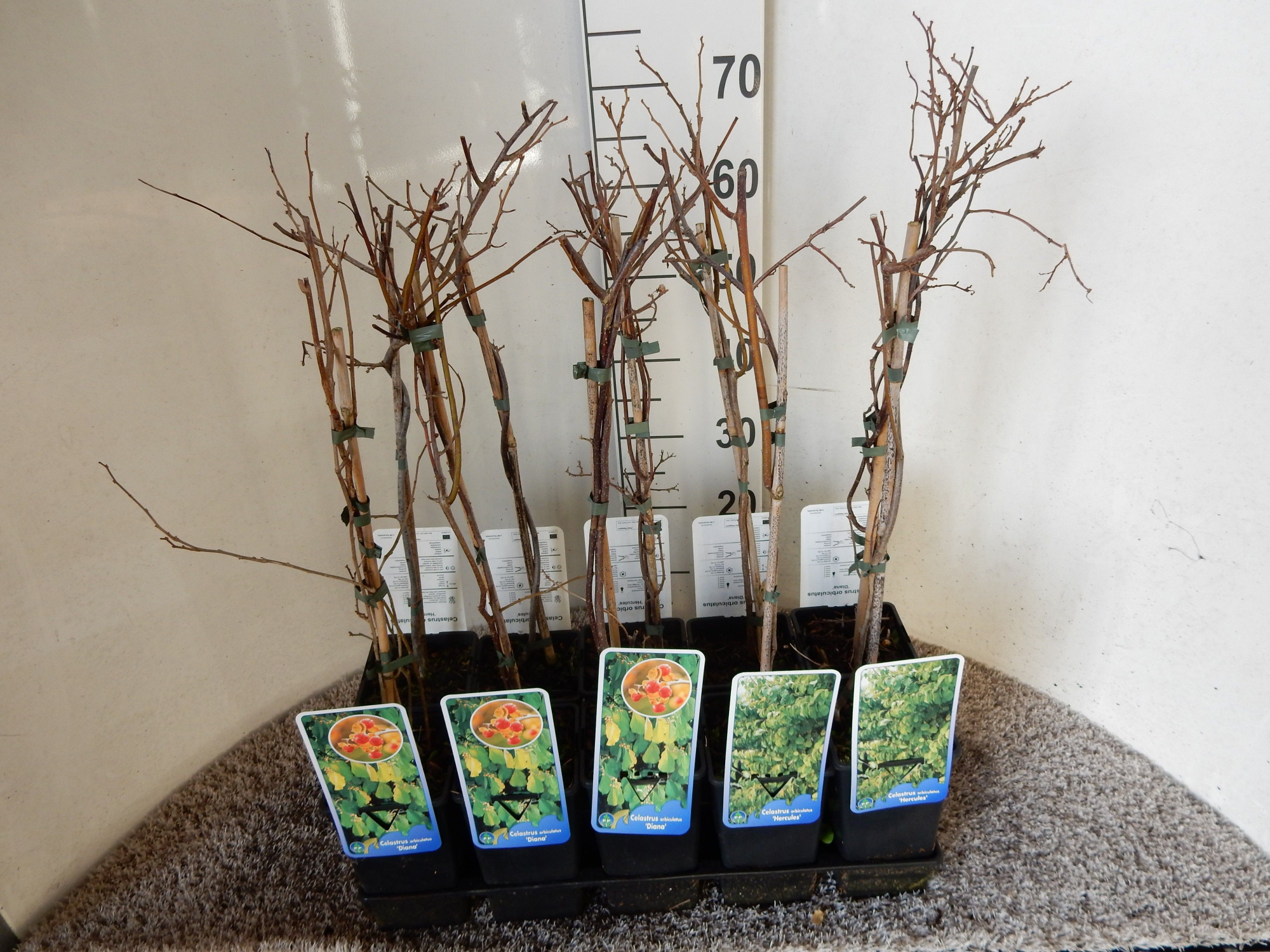 Celastrus orbiculatus in cultivars 40 cm P17, D 17 cm