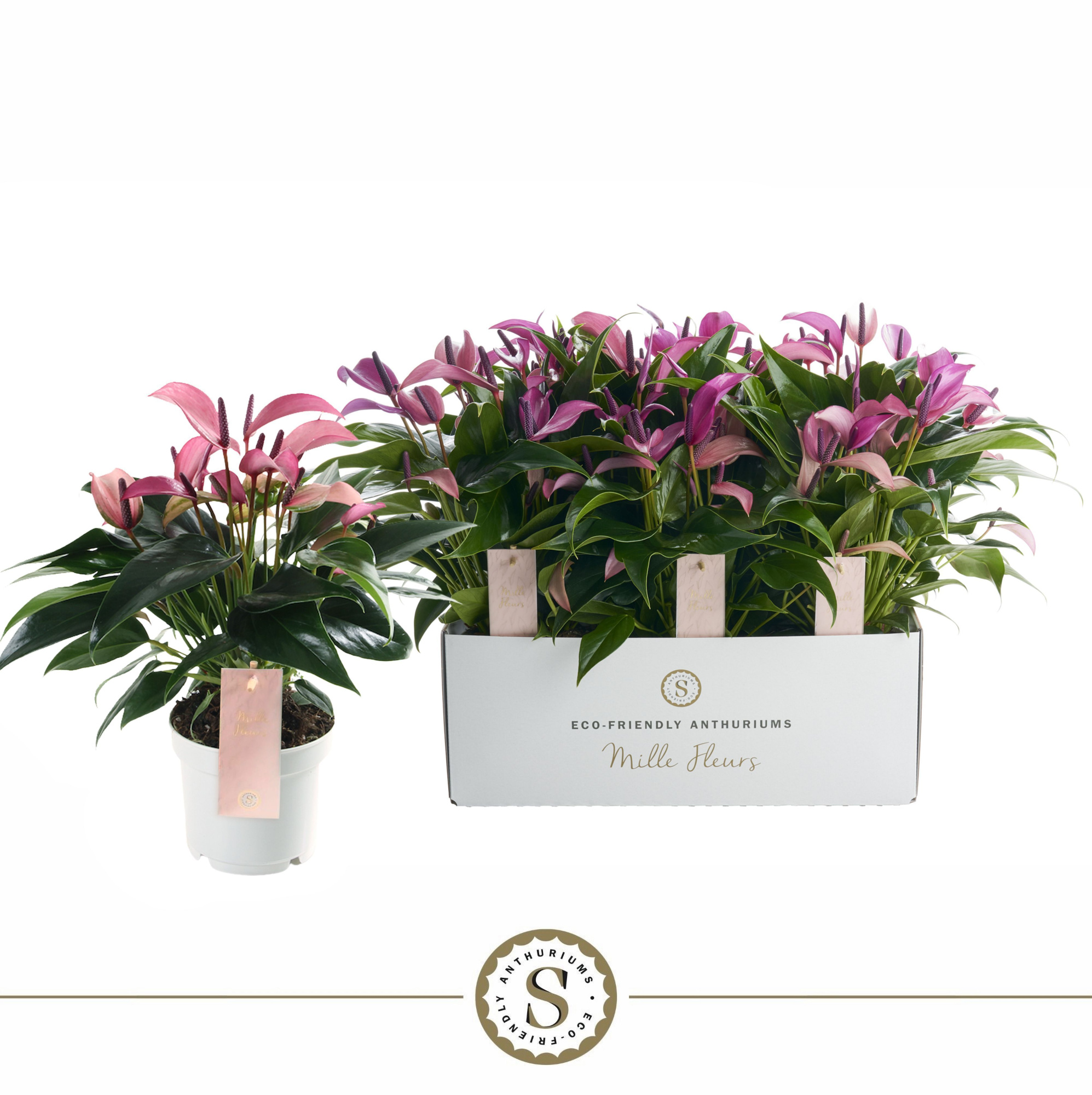 Mille Fleurs Zizou 12cm, D 12 cm