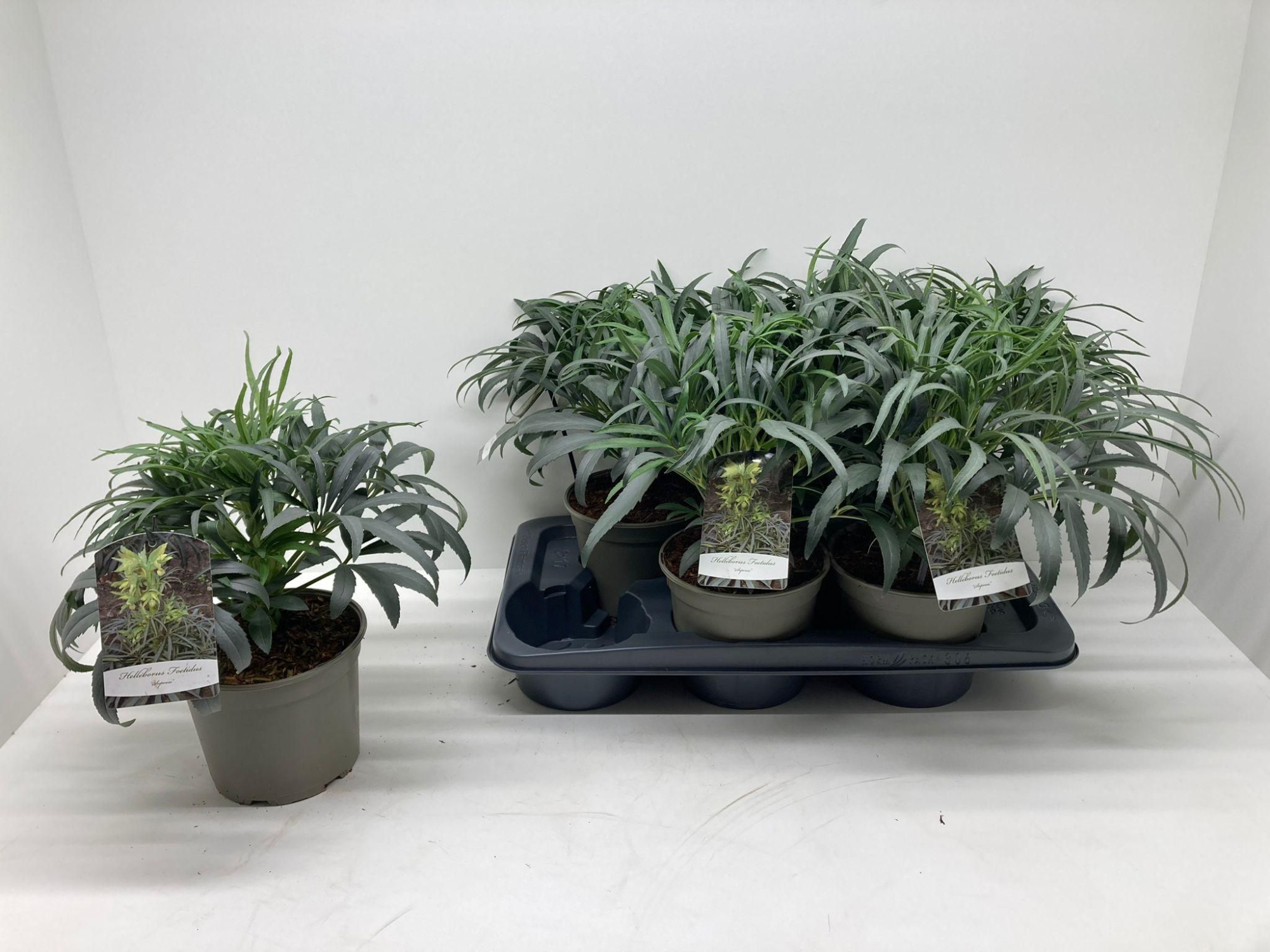 Helleborus foetidus 'Sopron', D 17 cm