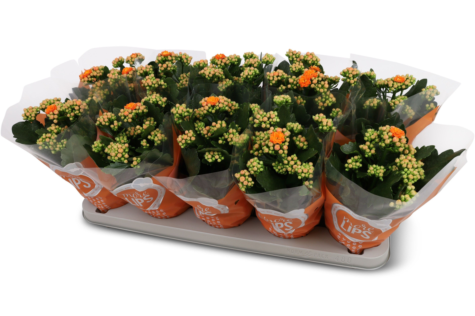 Kalanchoë Perfecta Orange MoreLIPS hoes, D 12