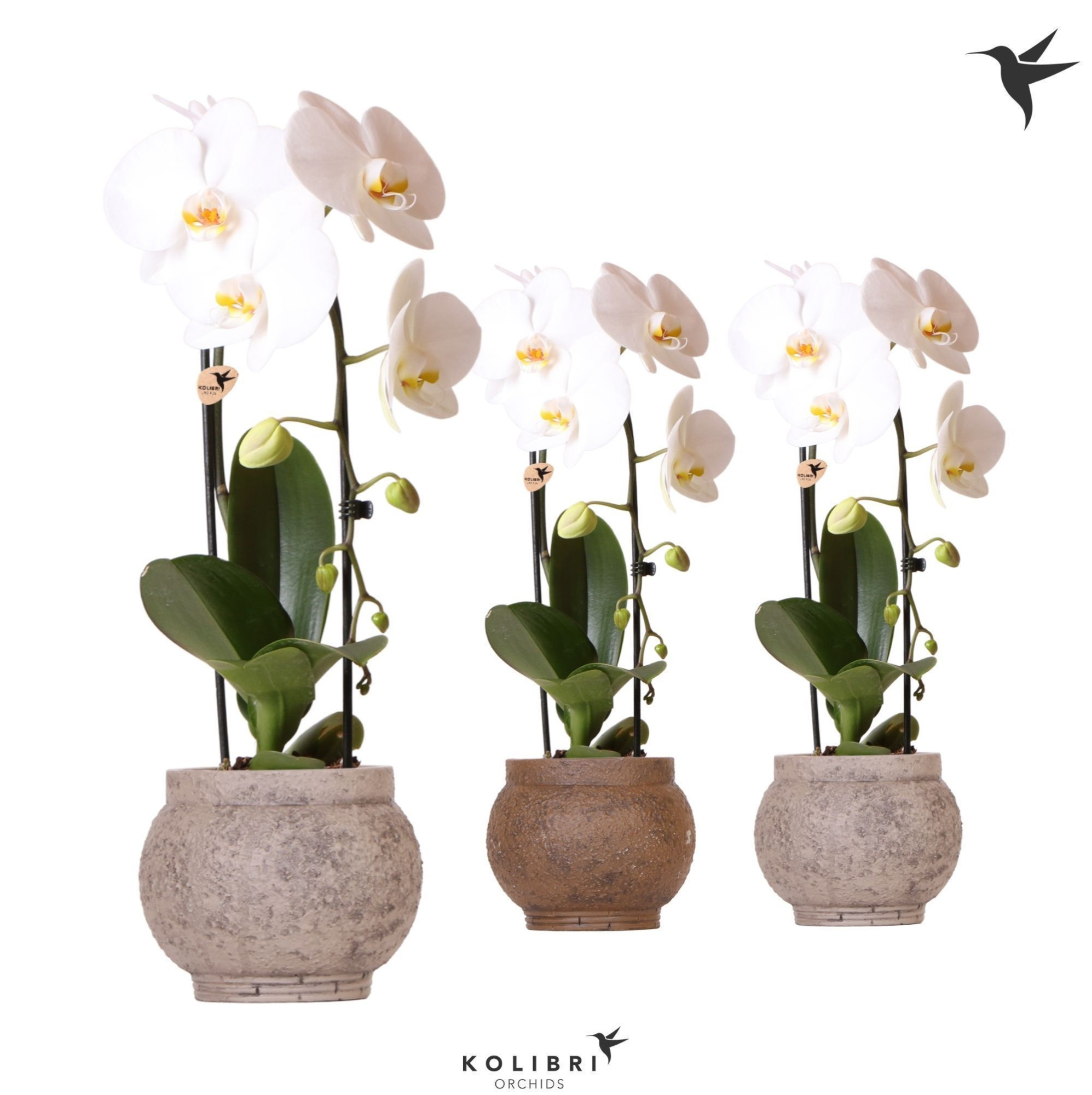 Kolibri Orchids Cascade Niagara Fall white 1 spike in Ancient pot brown mix, D 12 cm