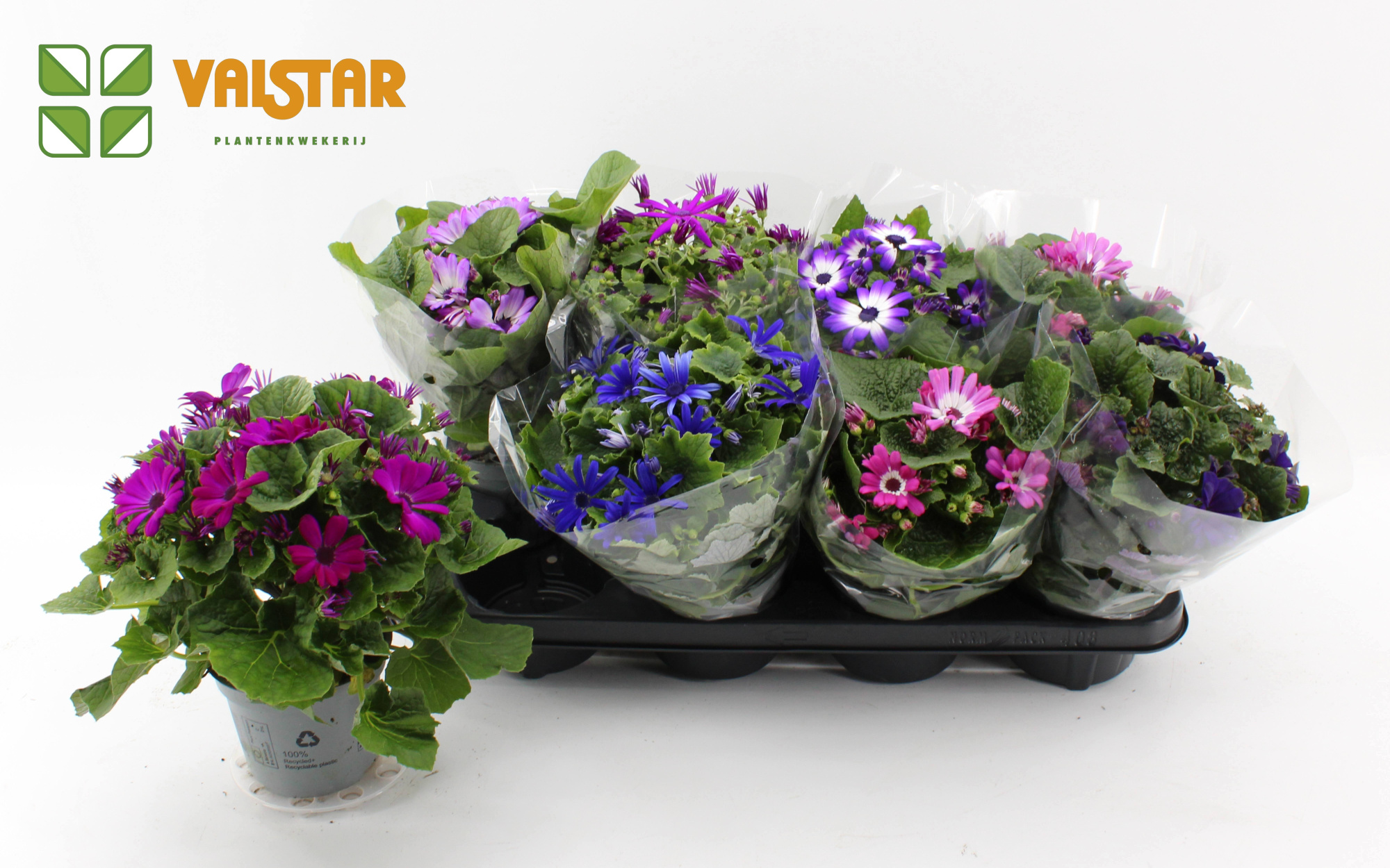 Pericallis Cruenta Senetti gemengde kleuren 12 cm, D 12