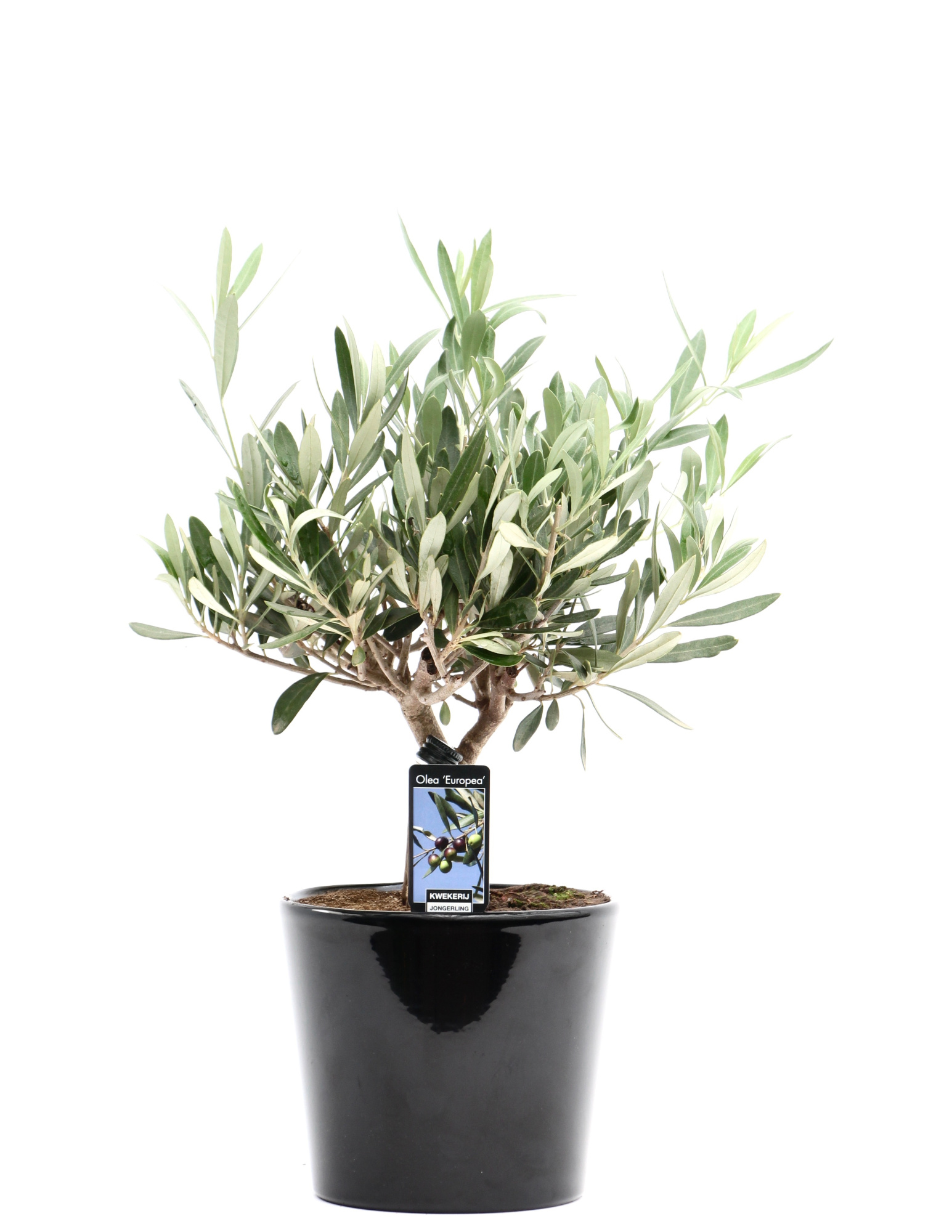 Olea Olijf in Keramiek Roma, D 16 cm