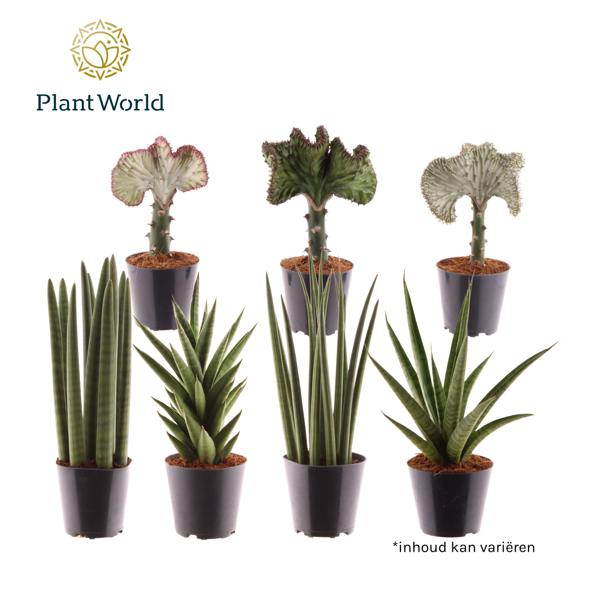 Summerstyle mix, D 12 cm