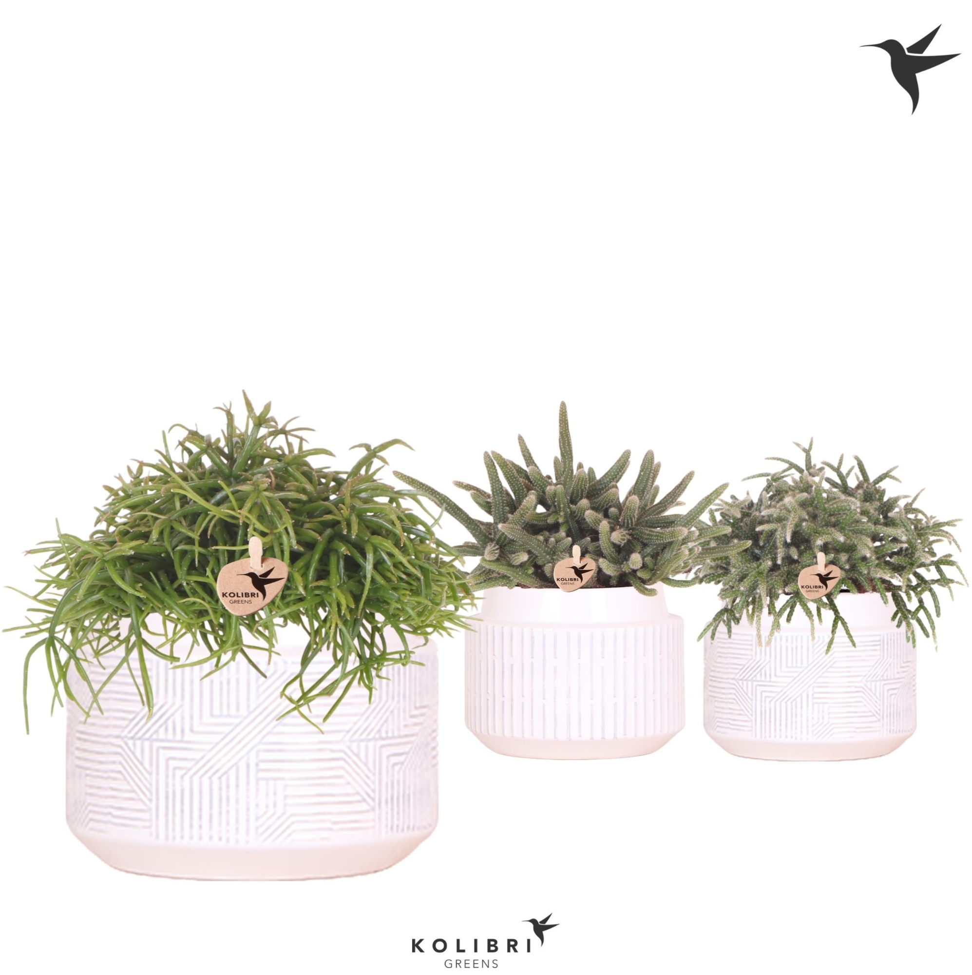 Kolibri Greens Rhipsalis mix in Maze pot white, D 12 cm