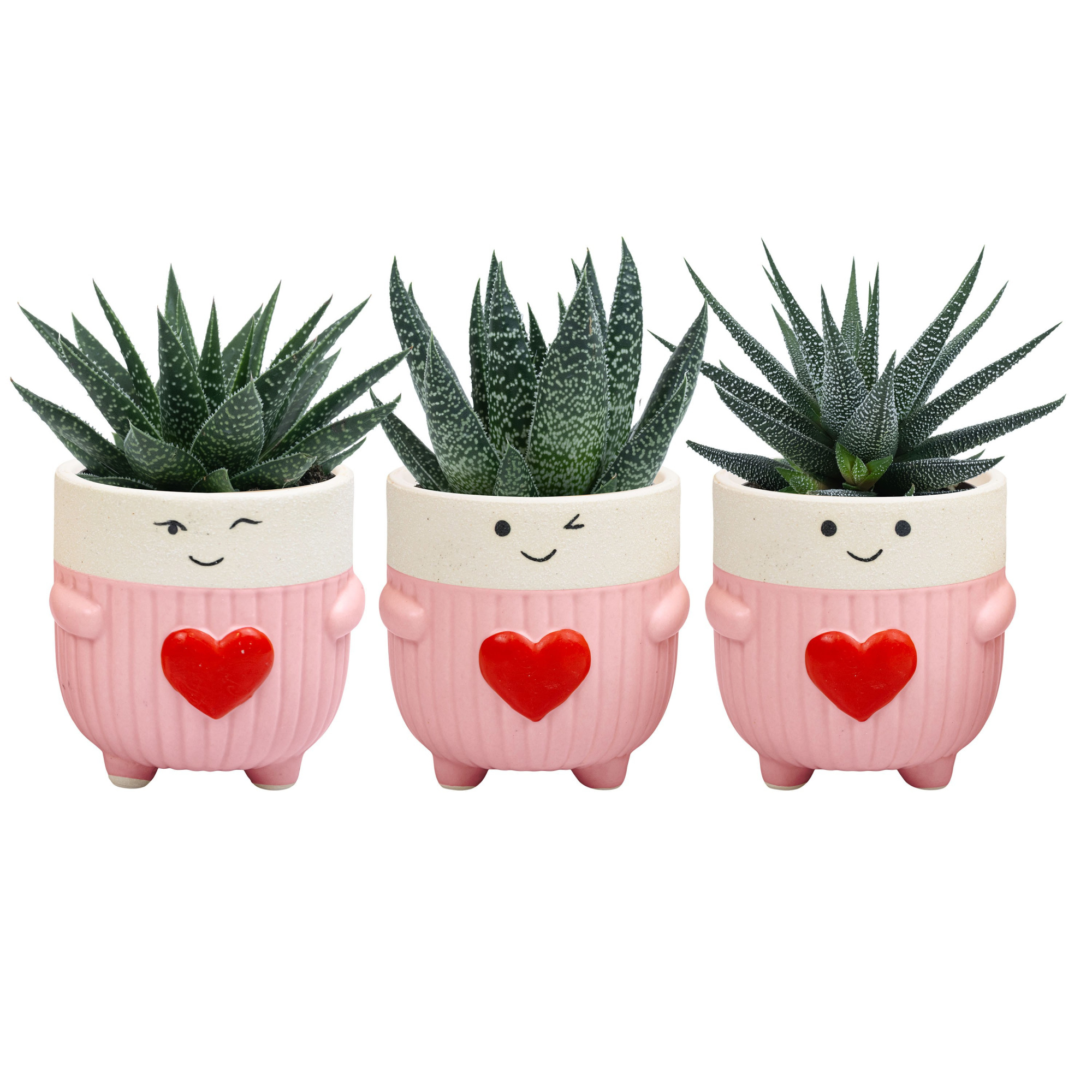 Love Cup with Succulent mix, D 6