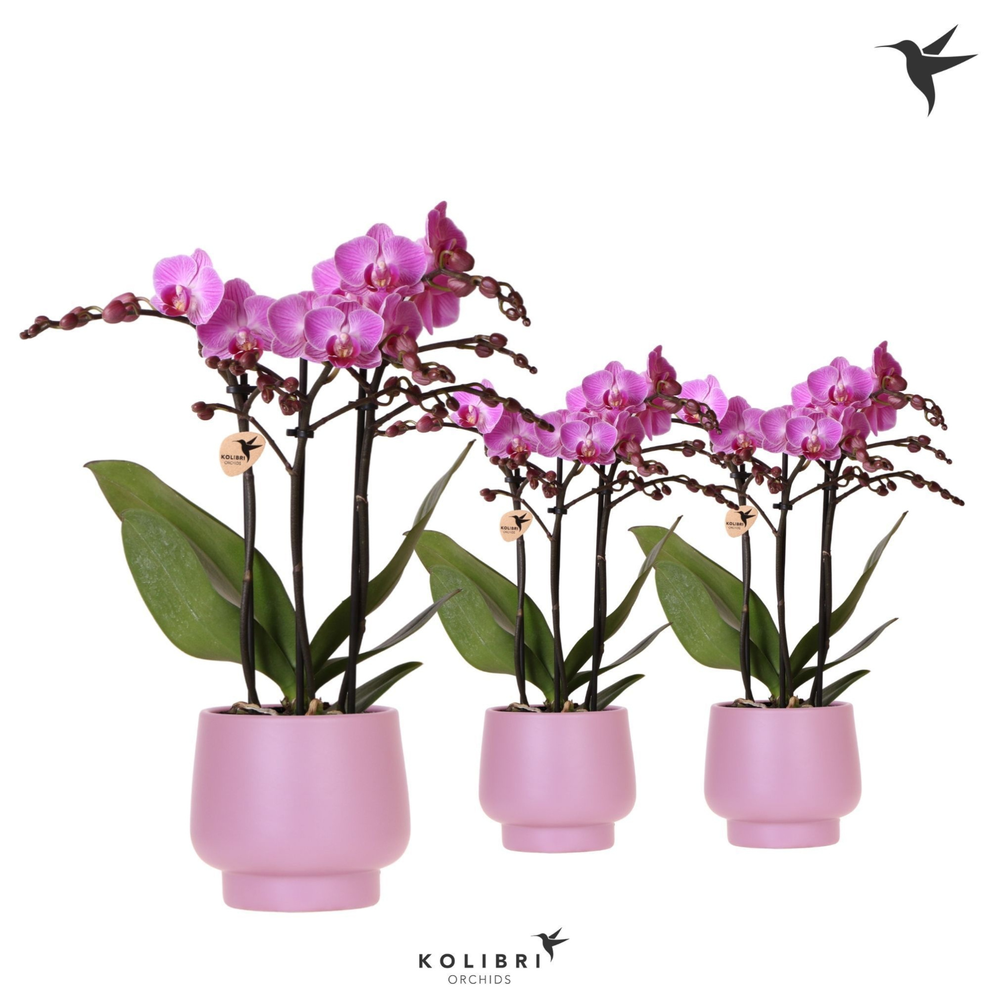 Kolibri Orchids Phalaenopsis violet 3spike in Scandic pot violet, D 9