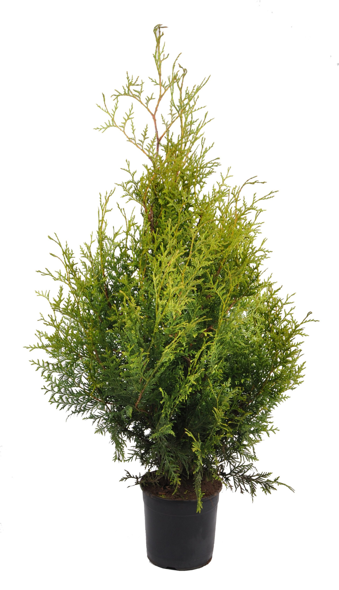 Thuja occ. brabant, plantmaat 60-80 cm - Rondgestoken -, D 19 cm
