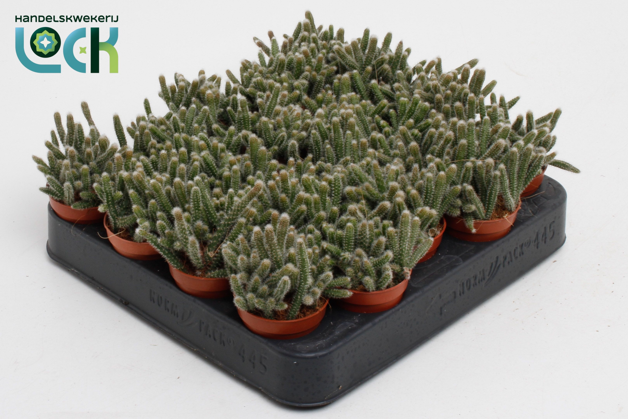 Rhipsalis Baccifera Horrida, D 5,5