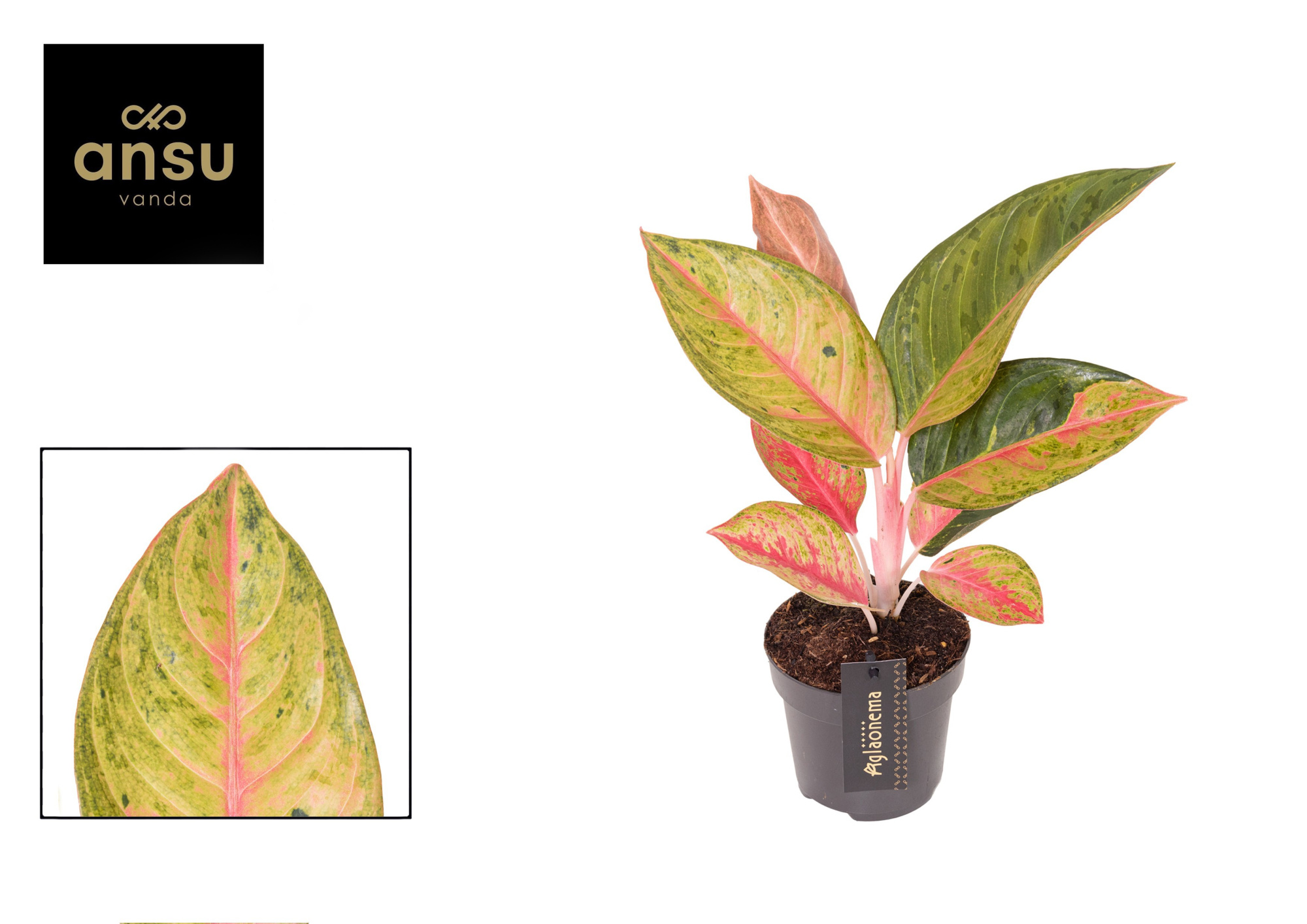 Aglaonema Gala Red, D 12