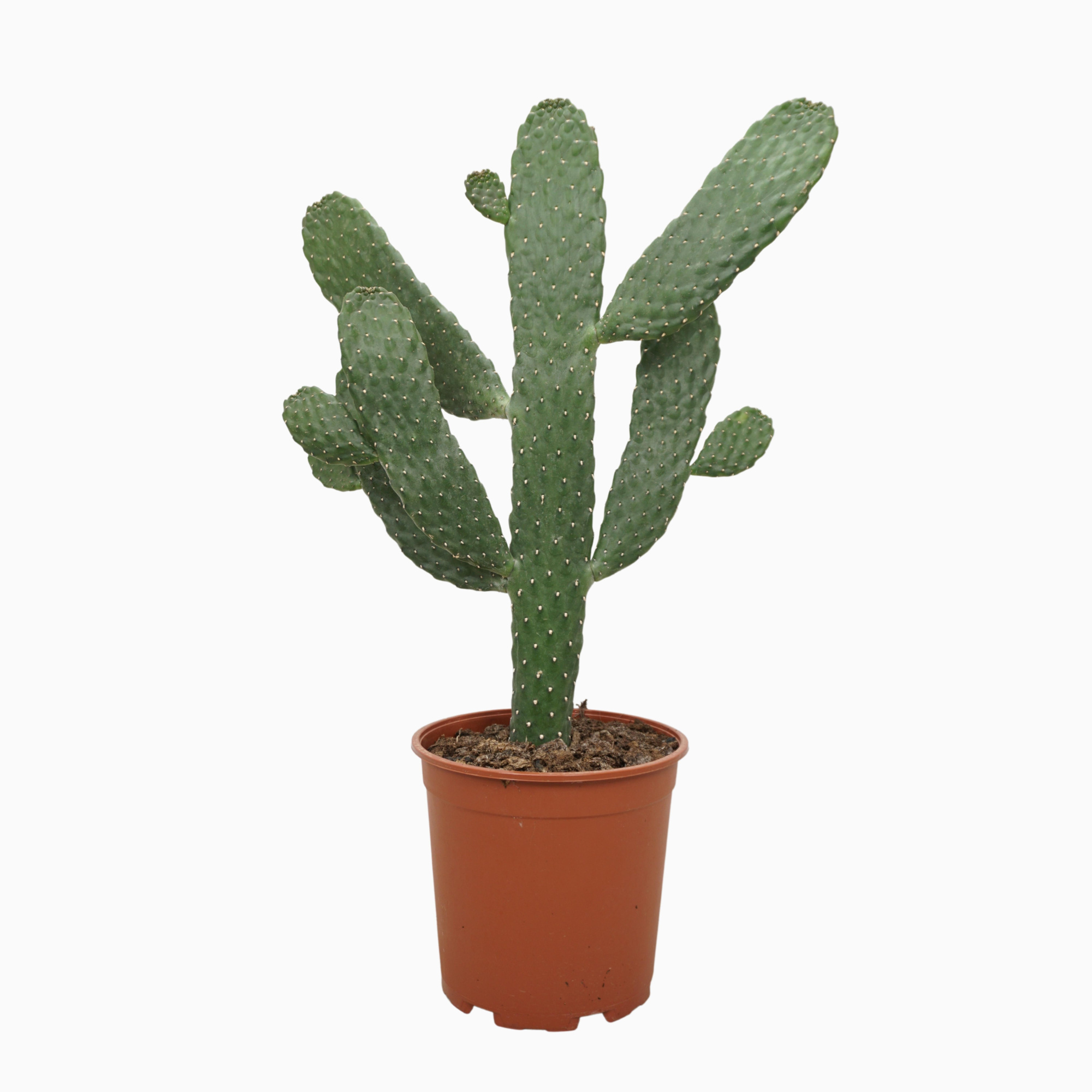 Opuntia consulea 21 cm, D 21