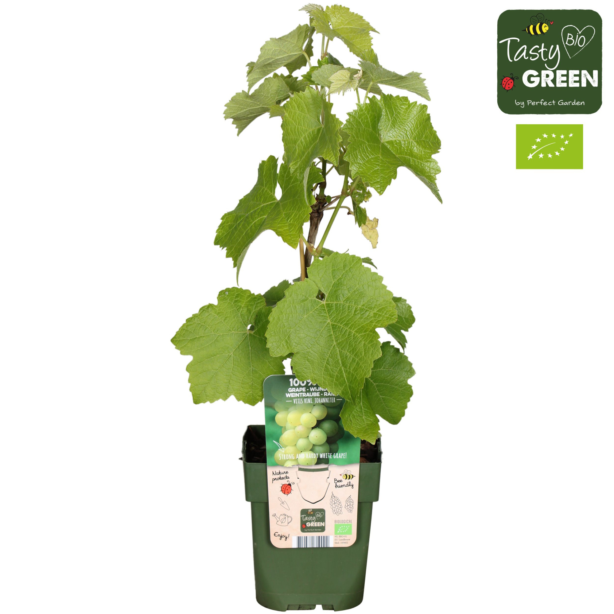 Vitis Johanniter Bio P13, D 13 cm