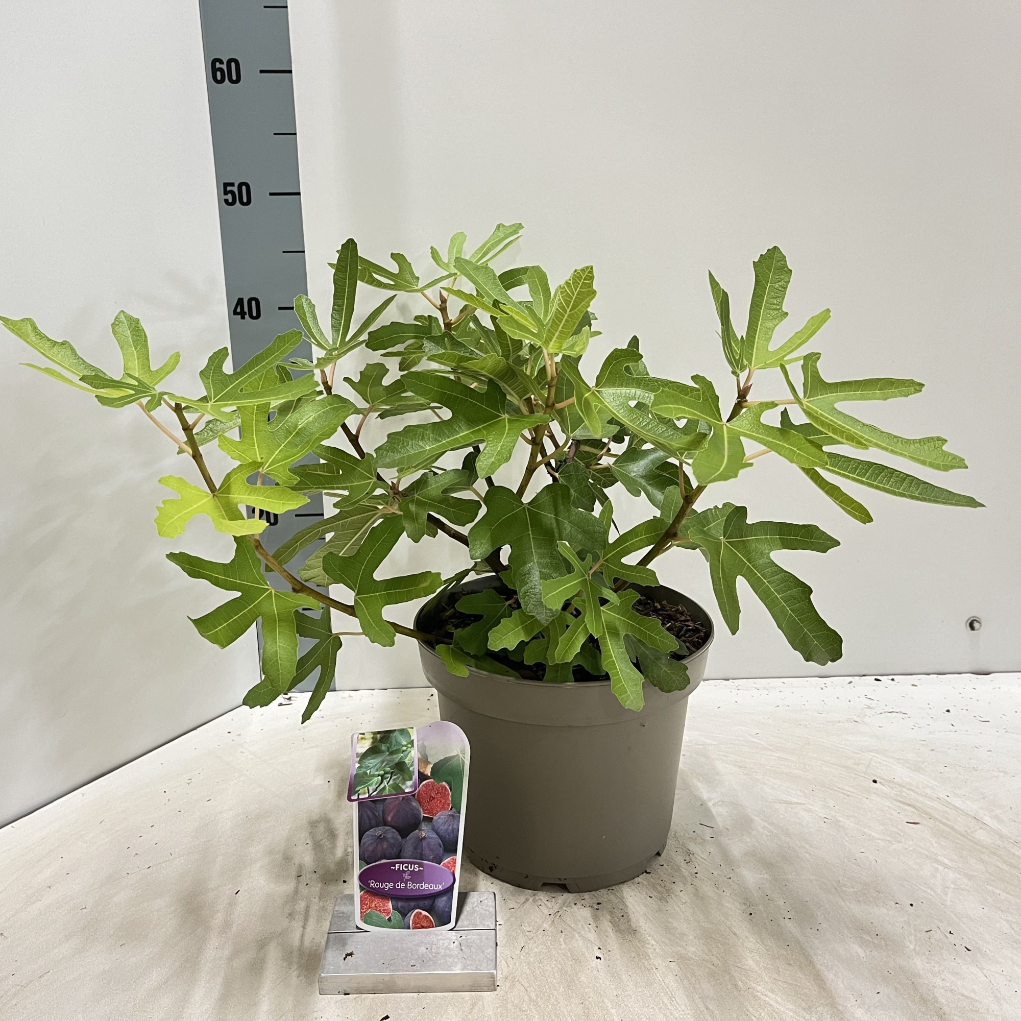 Ficus carica 'Rouge de Bordeaux', D 23 cm