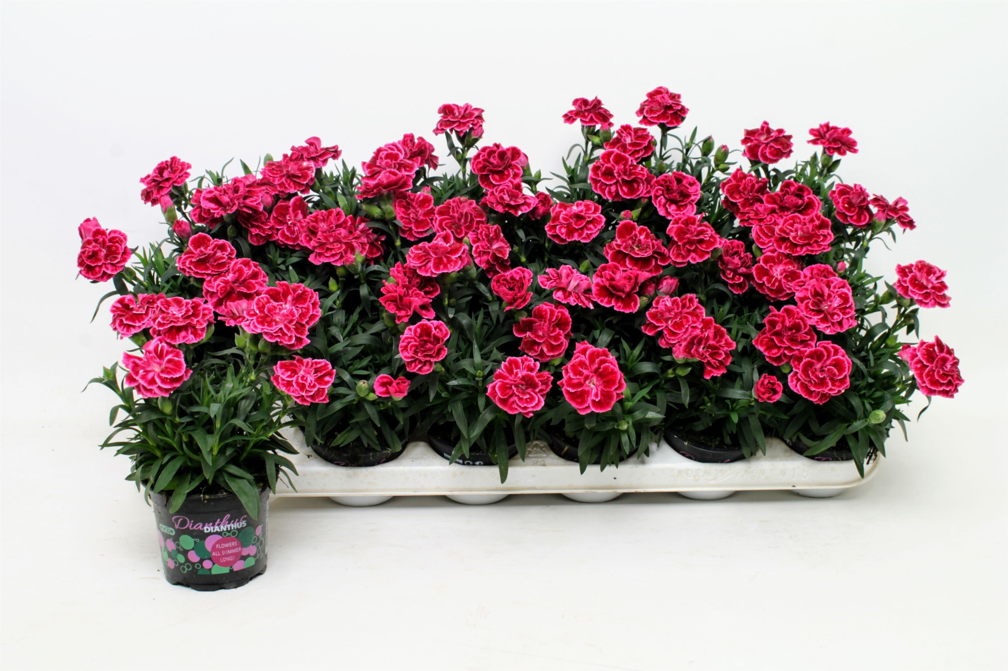 Dianthus Oscar Purple Wings, D 9