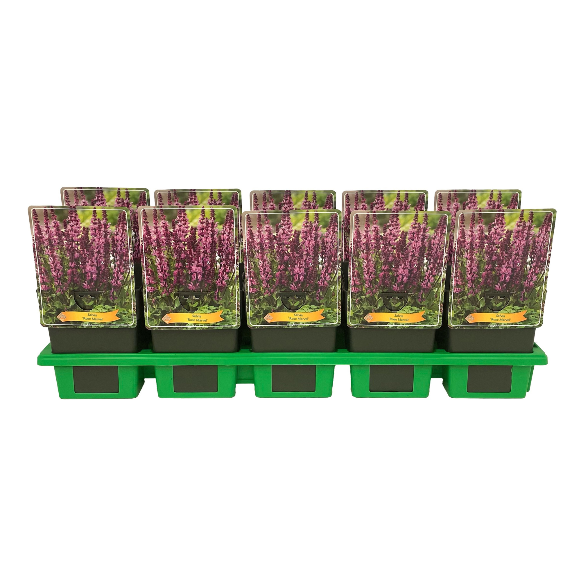 Salvia 'Rose Marvel' P11, D 11