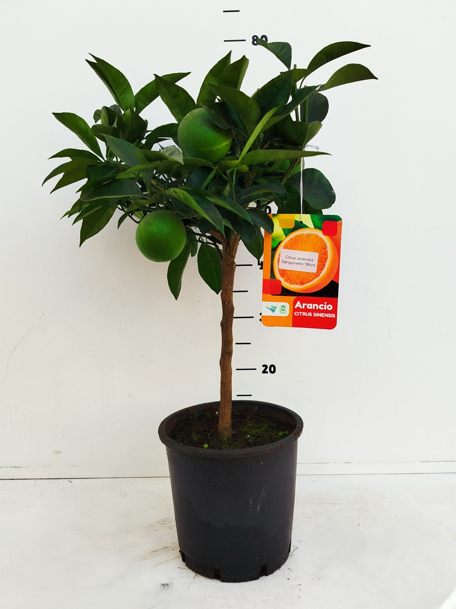 Citrus sinensis - Orange, D 21