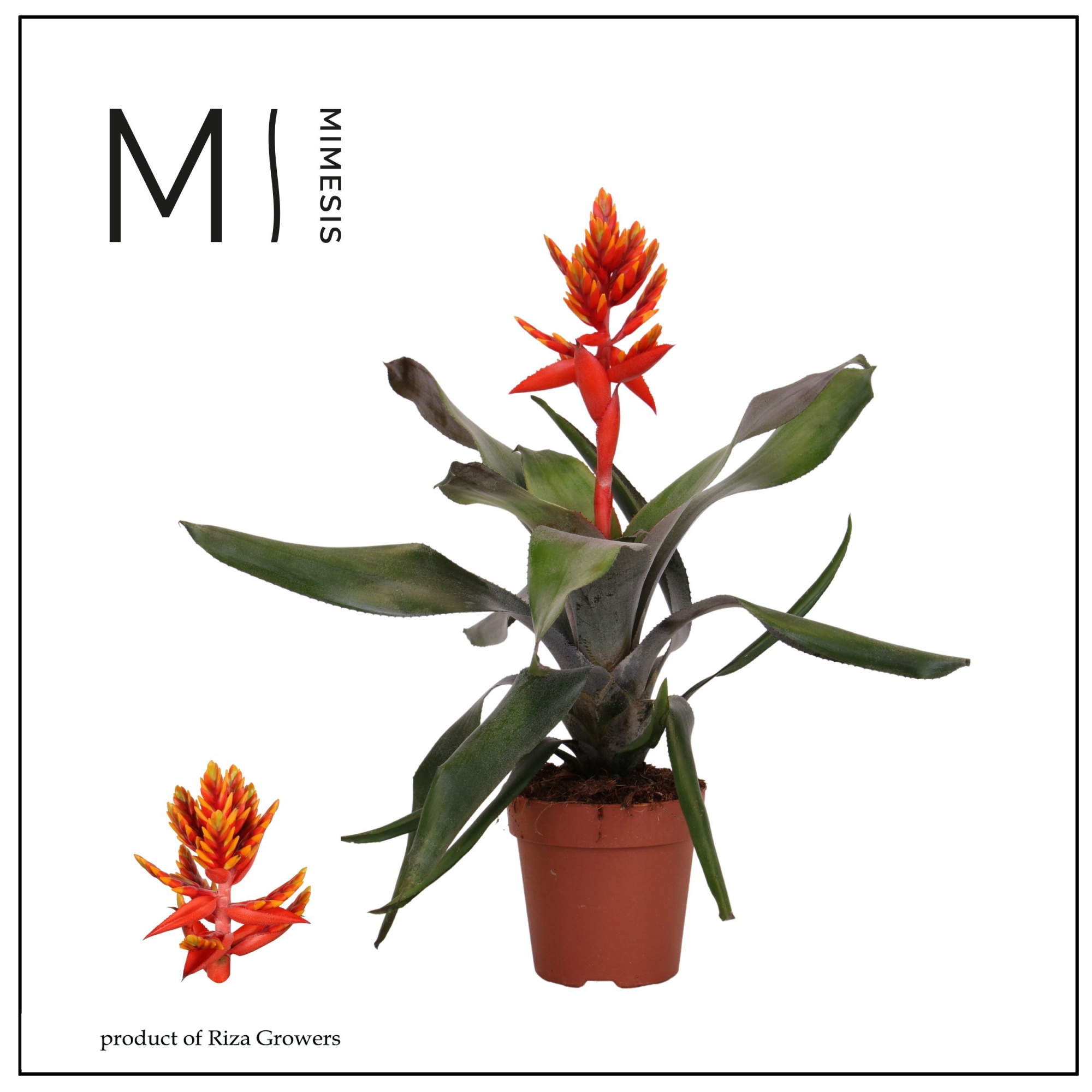 Aechmea Pepita Elegant Flames - 12cm | Mimesis, D 12