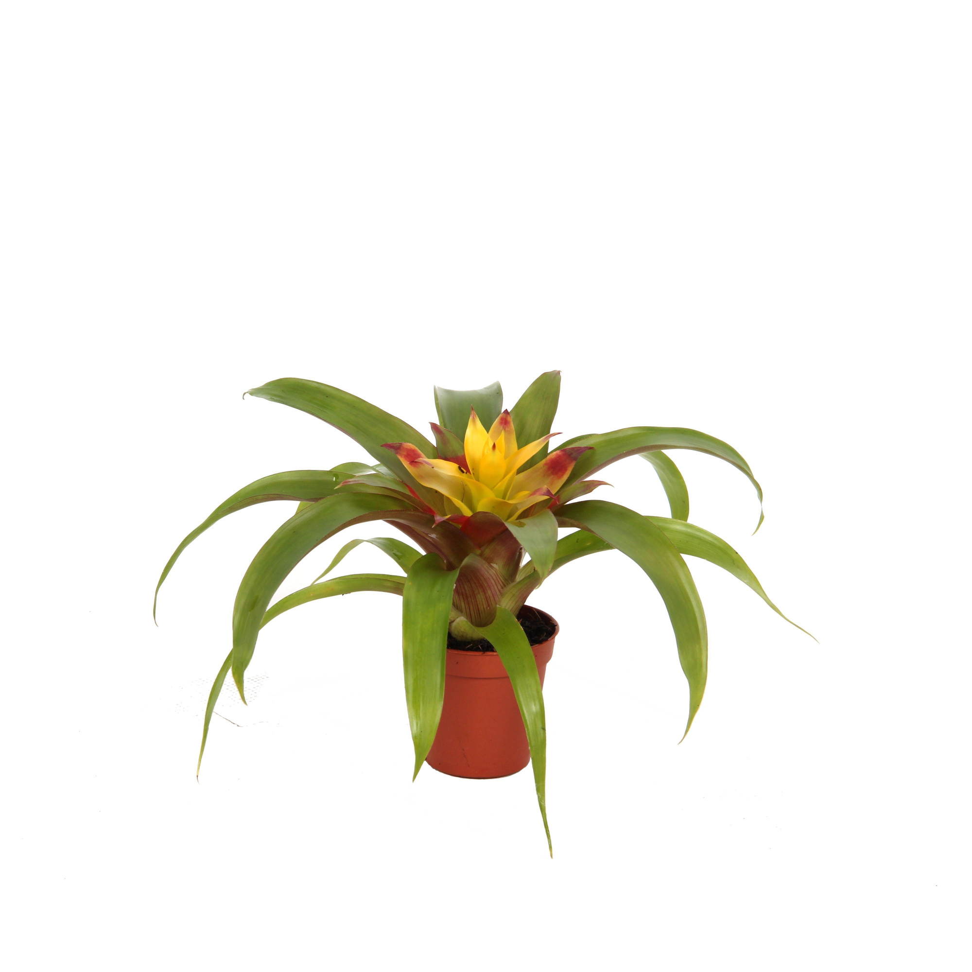 Guzmania Mia, D 5,5 cm