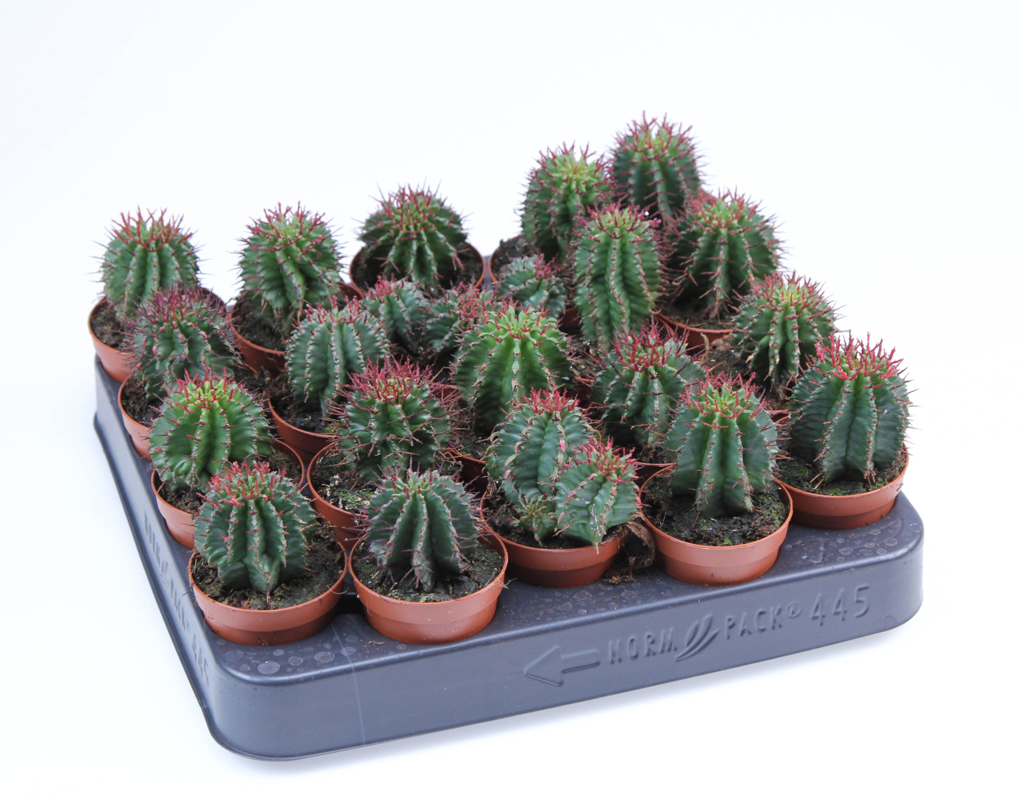 Euphorbia Horrida E, D 5,5 cm