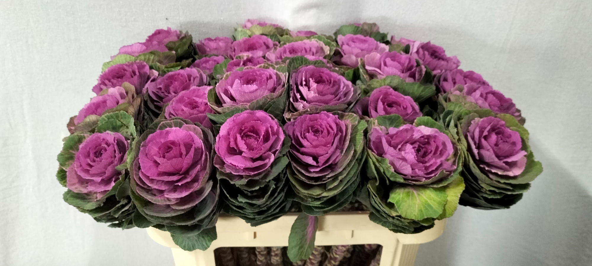 Брассика Кондор Рэд 70, шт.