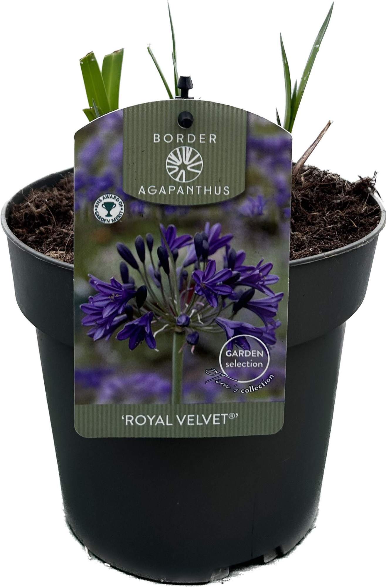 Agapanthus 'Royal Velvet' P17 GARDEN, D 17