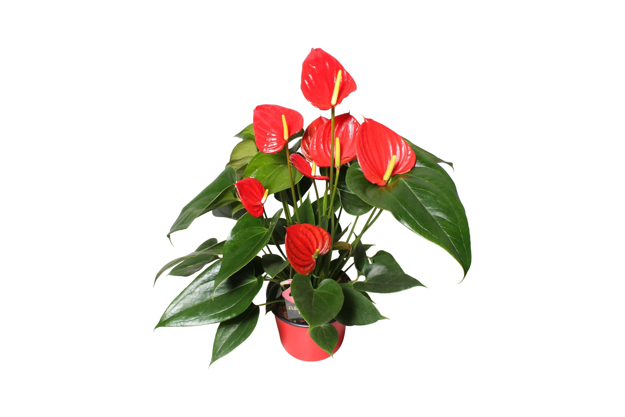 Anthurium XL.73 Hello Merlot 12cm, D 12 cm