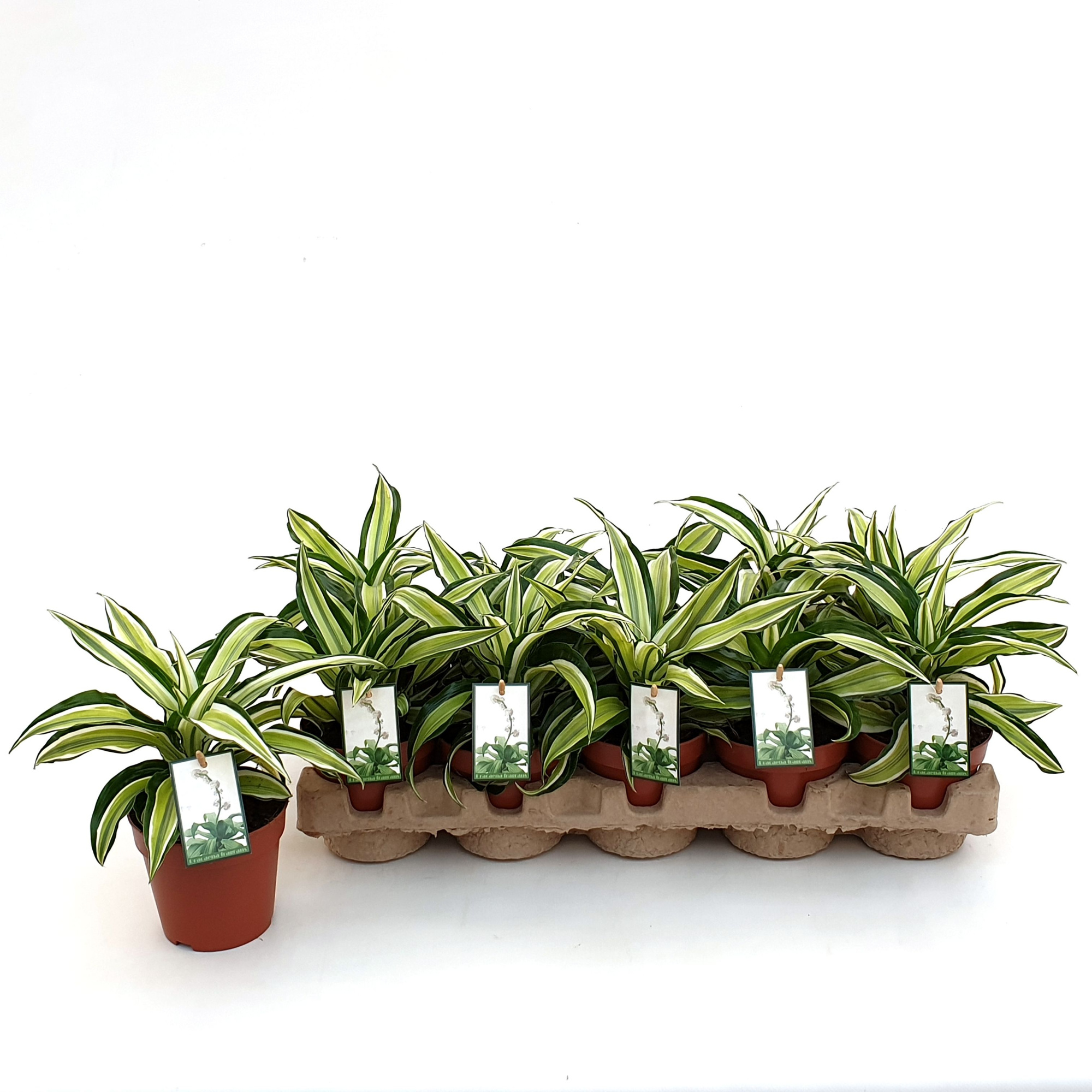 Dracaena Malaika in EcoExpert tray met luxe etiket, D 12 cm