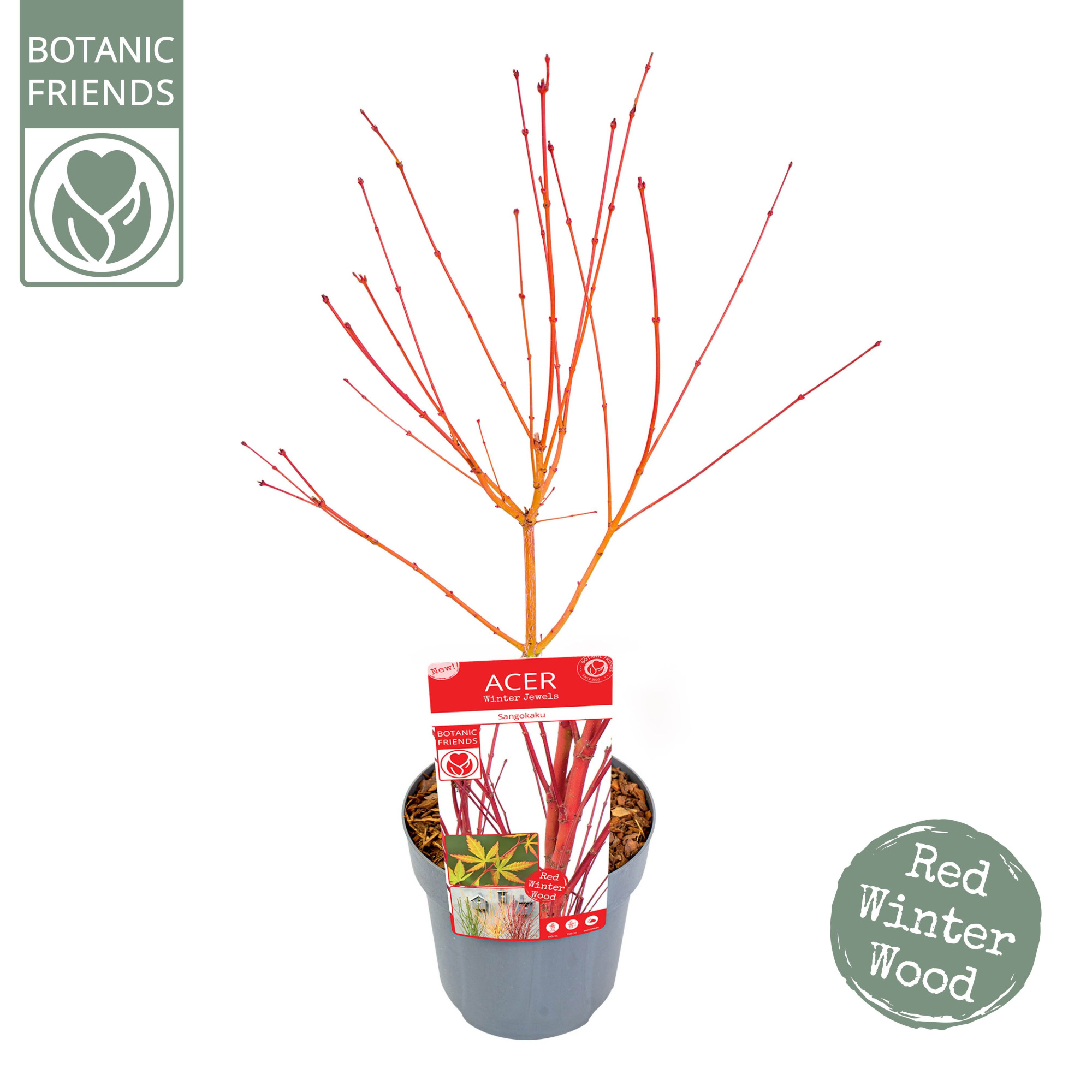 Acer palm. 'Sangokaku', D 19