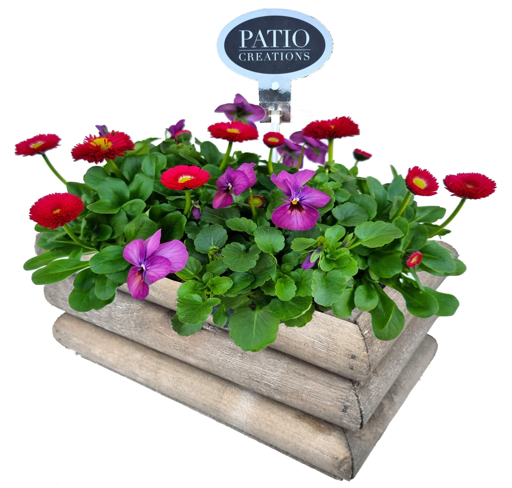 VB787-9001 Viola/Bellis Guus S, D 21