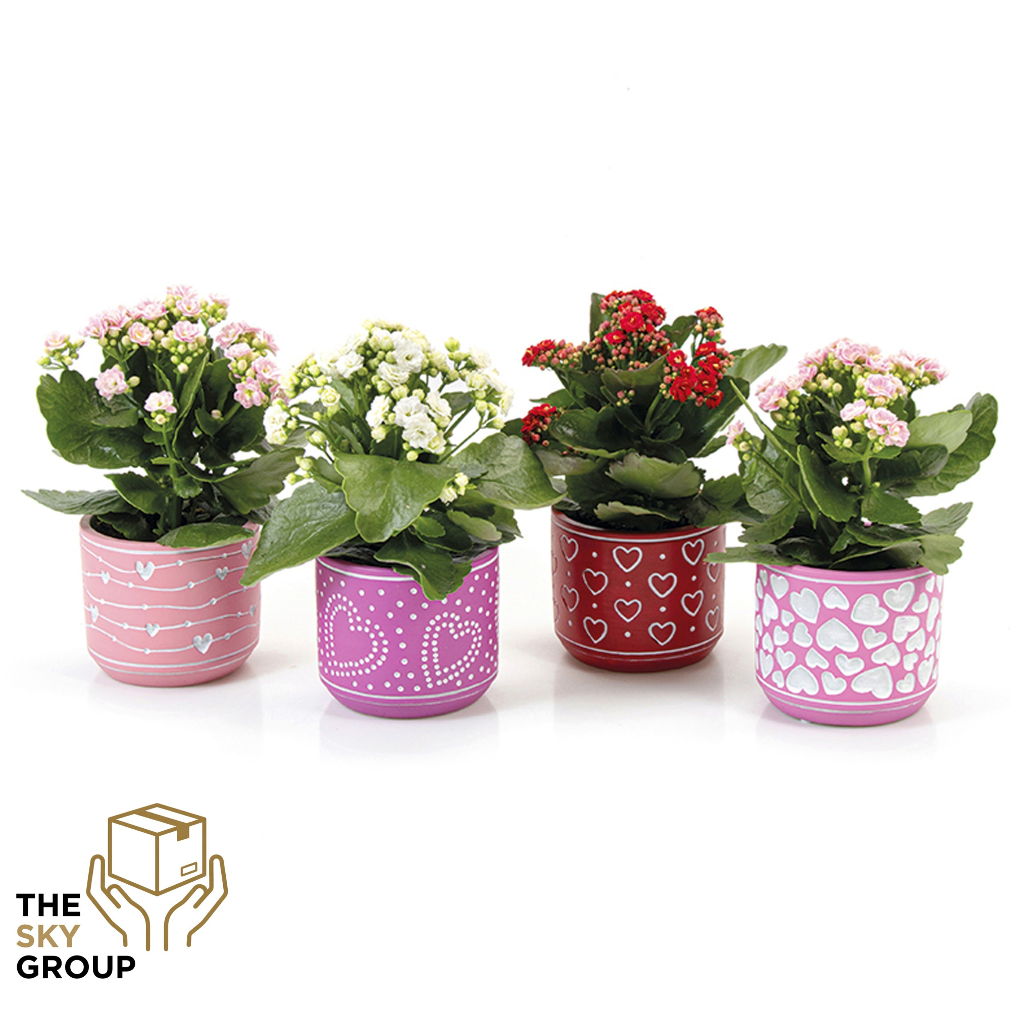 Kalanchoe gevuld 10,5 cm in beton pot Love ( 3 assorti ), D 12