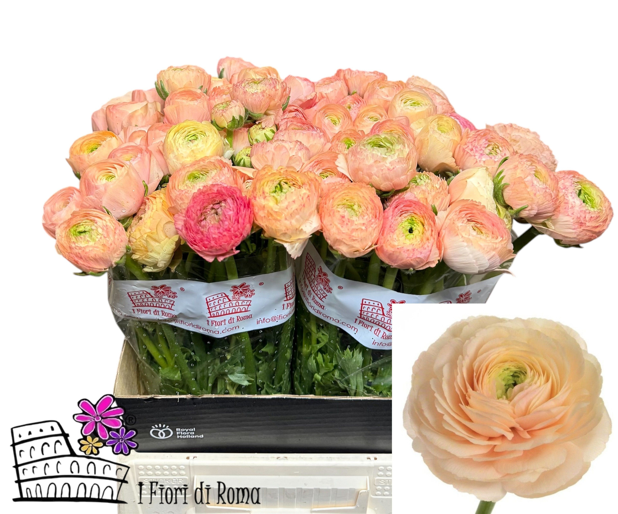 Ранункулус Саксесс Туарег 45, шт.